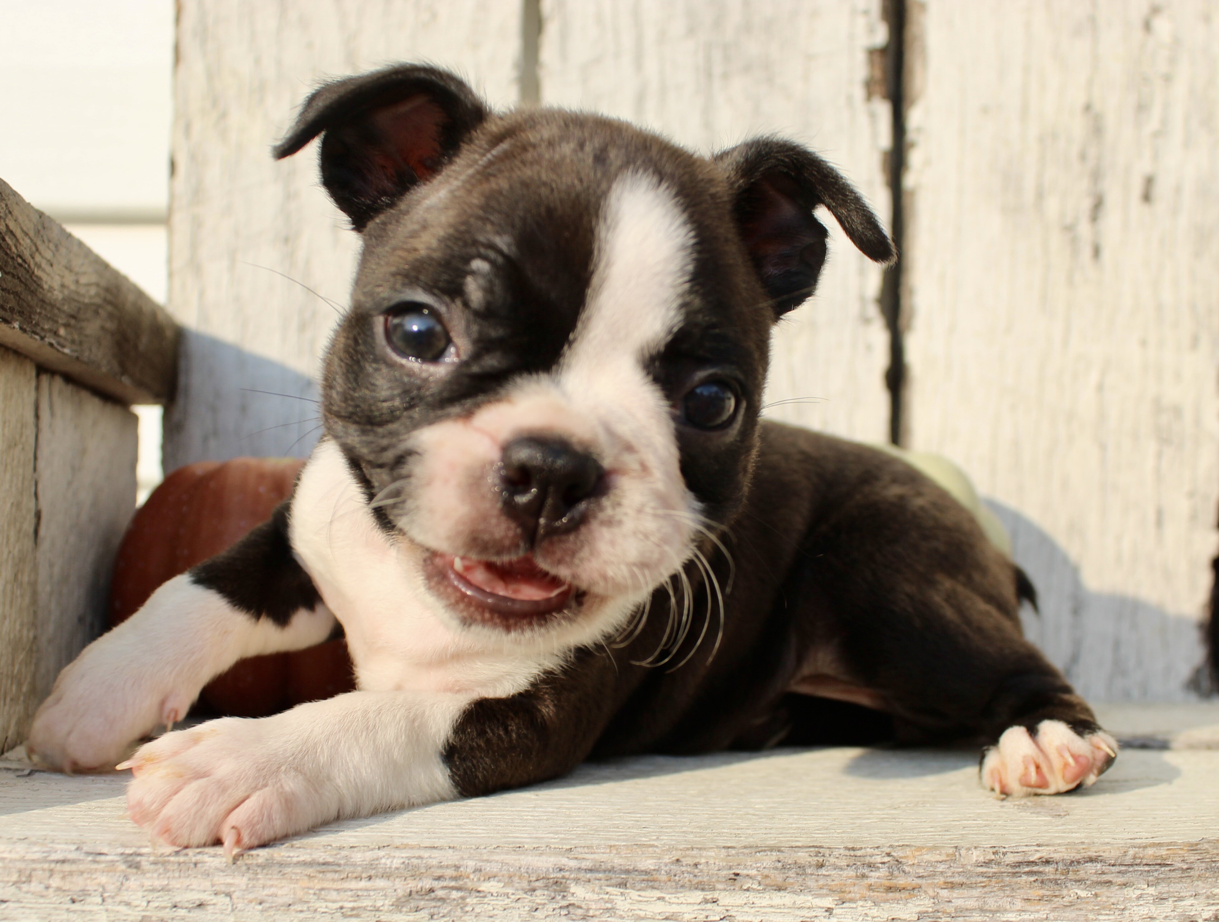 Freya Female AKC Boston Terrier image 3