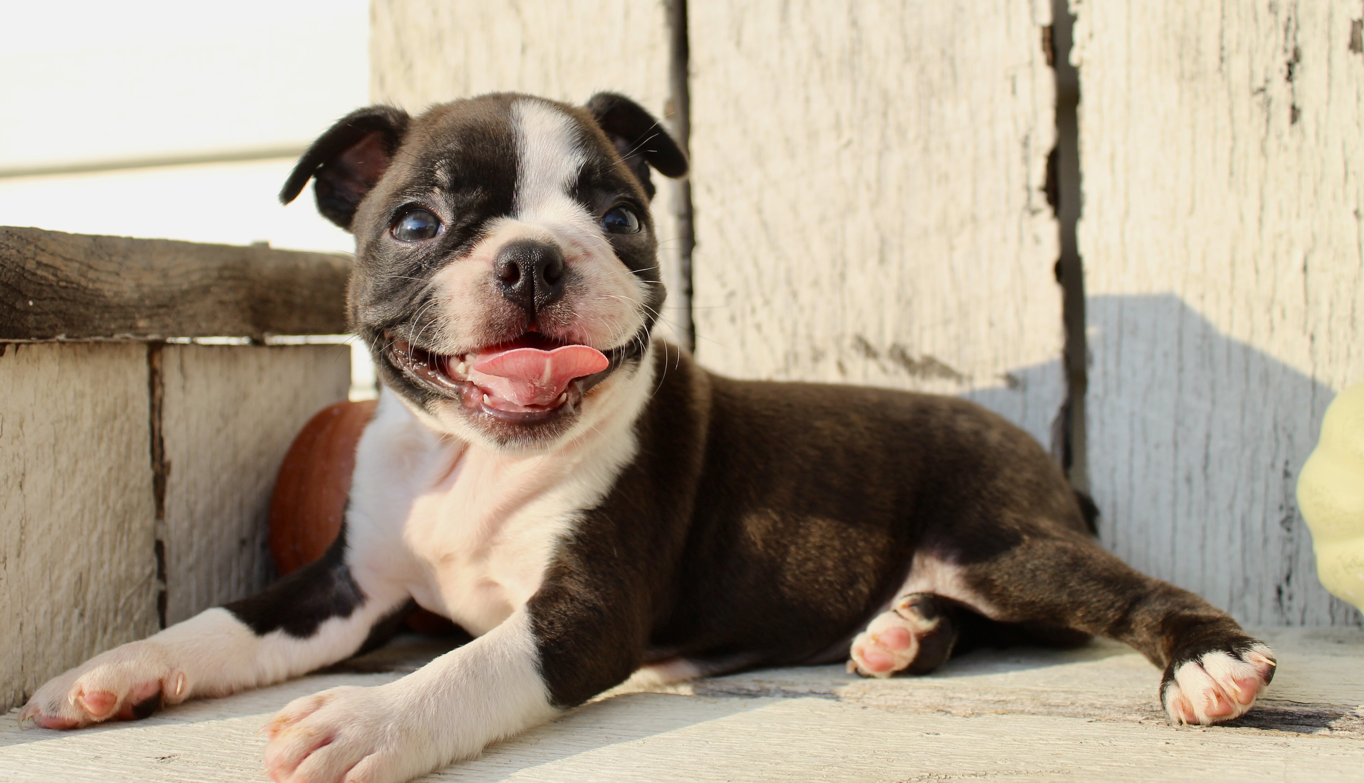 Freya Female AKC Boston Terrier image 2