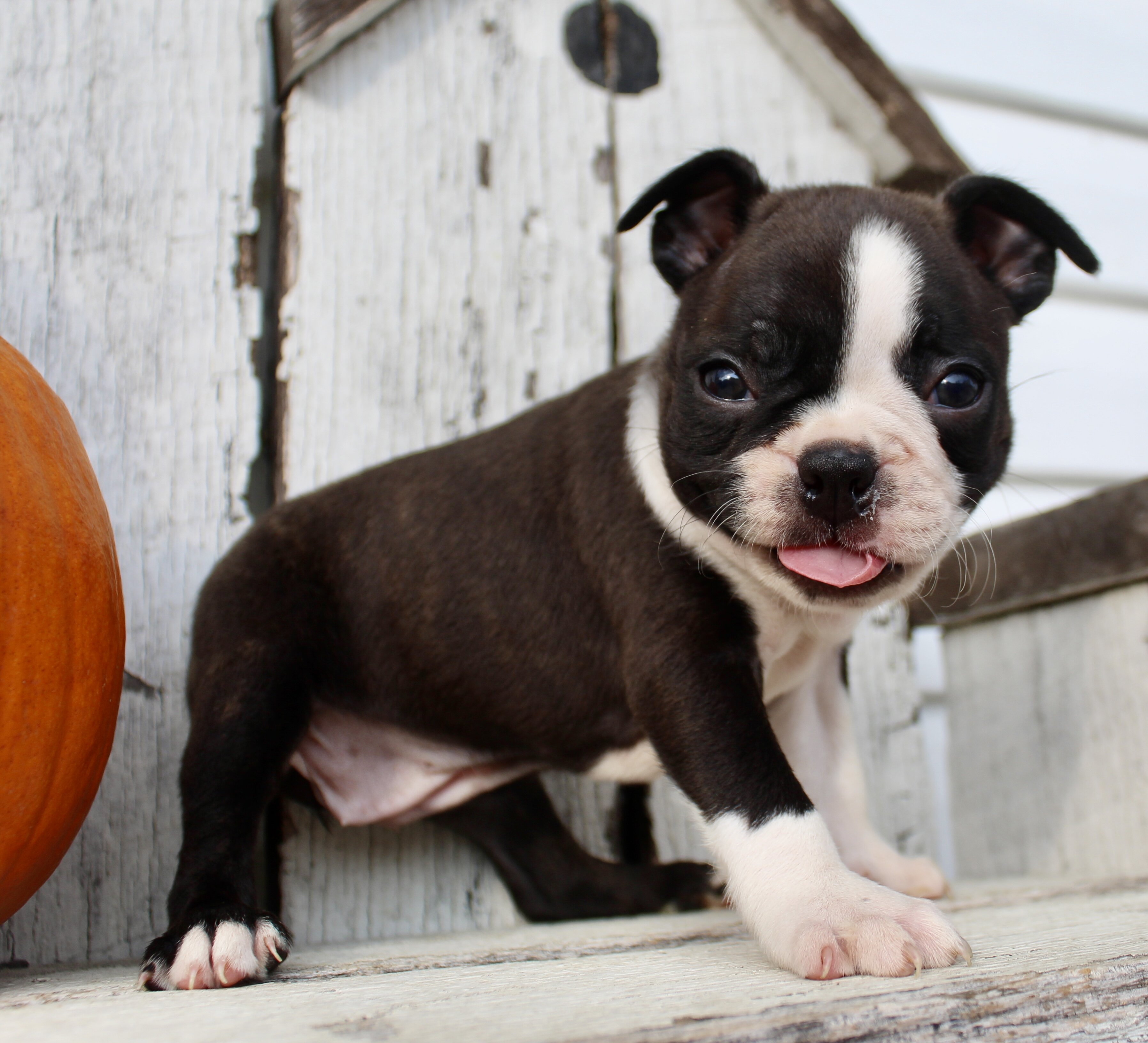 Freya Female AKC Boston Terrier image 6