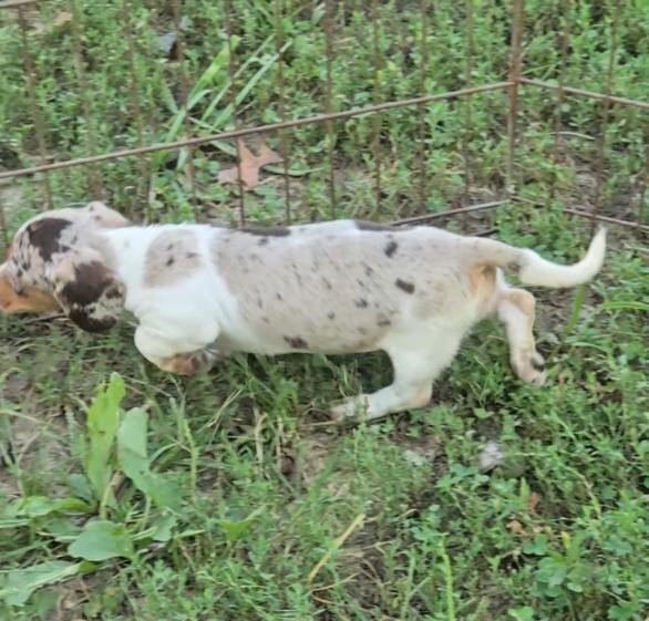 Dachshund image 4