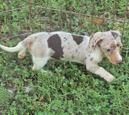 Dachshund image 5