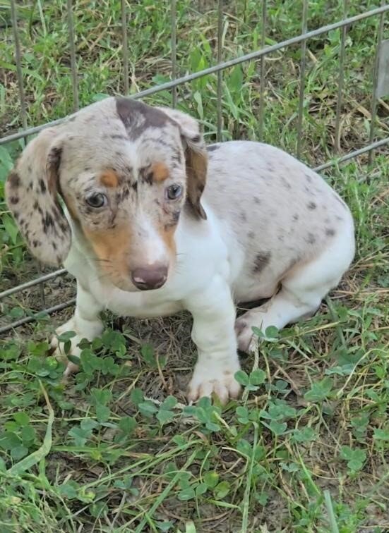 Dachshund image 6