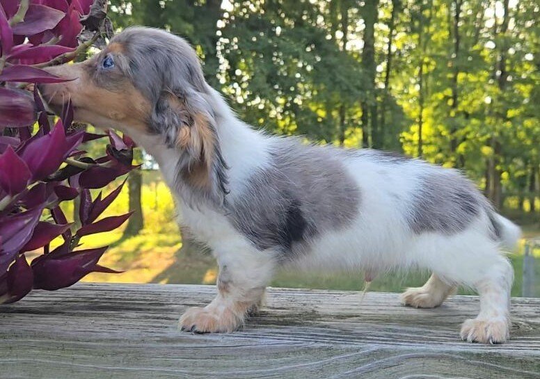 Dachshund image 2