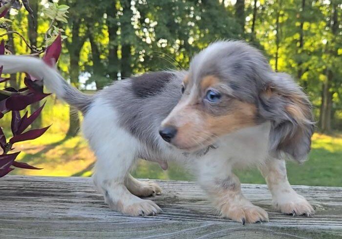 Dachshund image 1