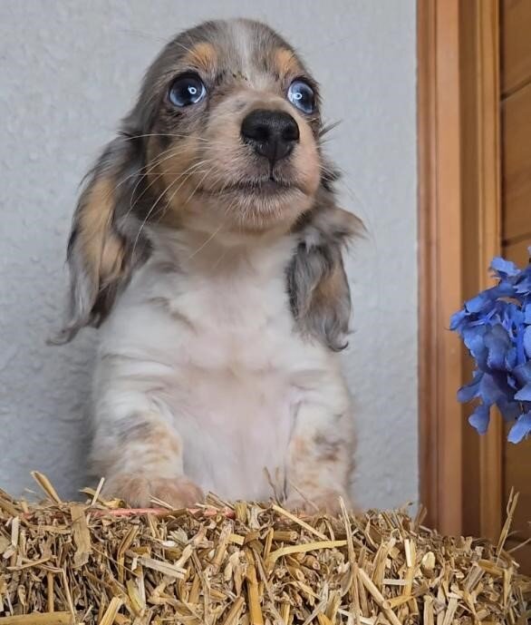 Dachshund image 3