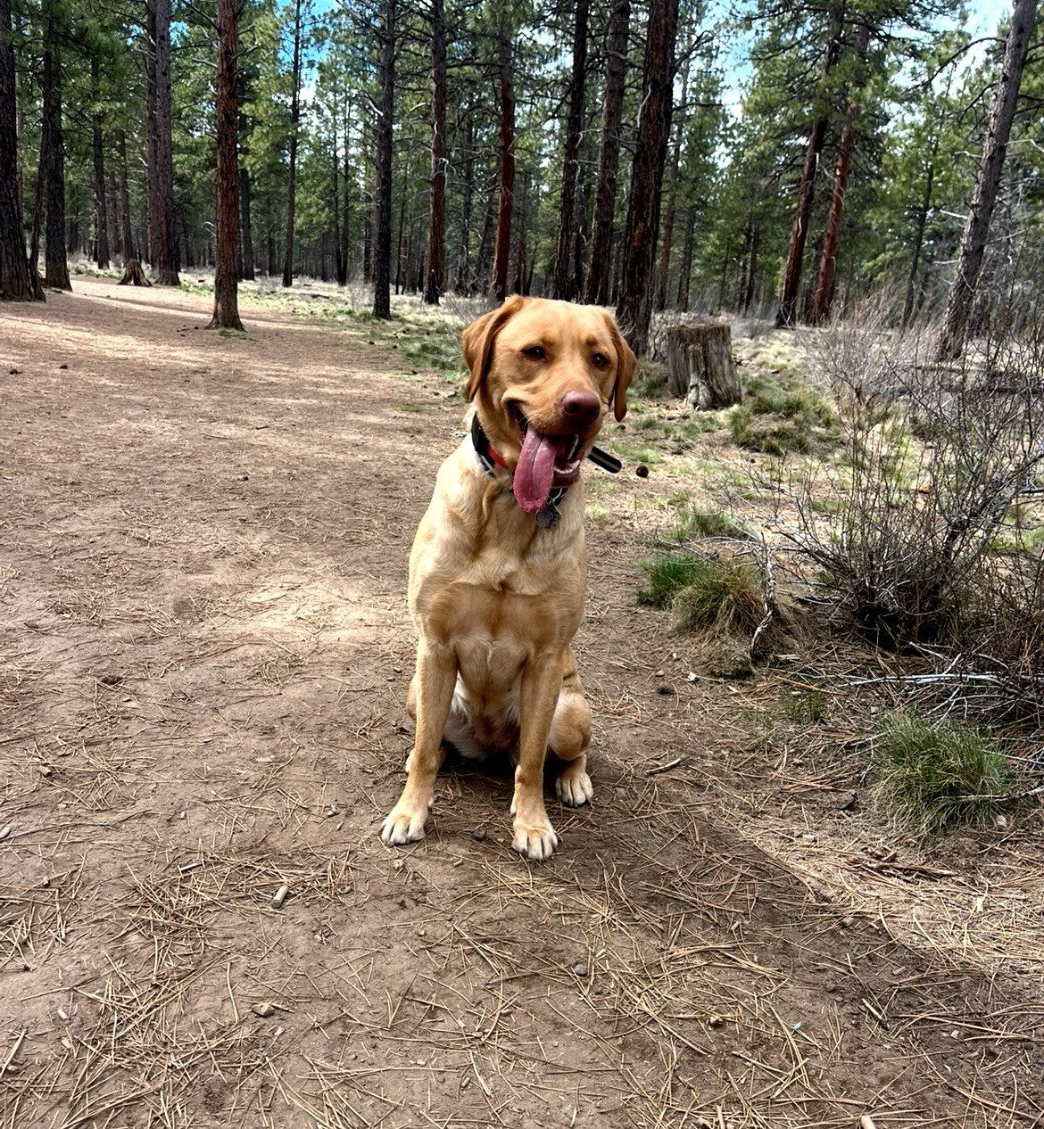 Labrador Puppies (AKC, Health & DNA Tested) image 3