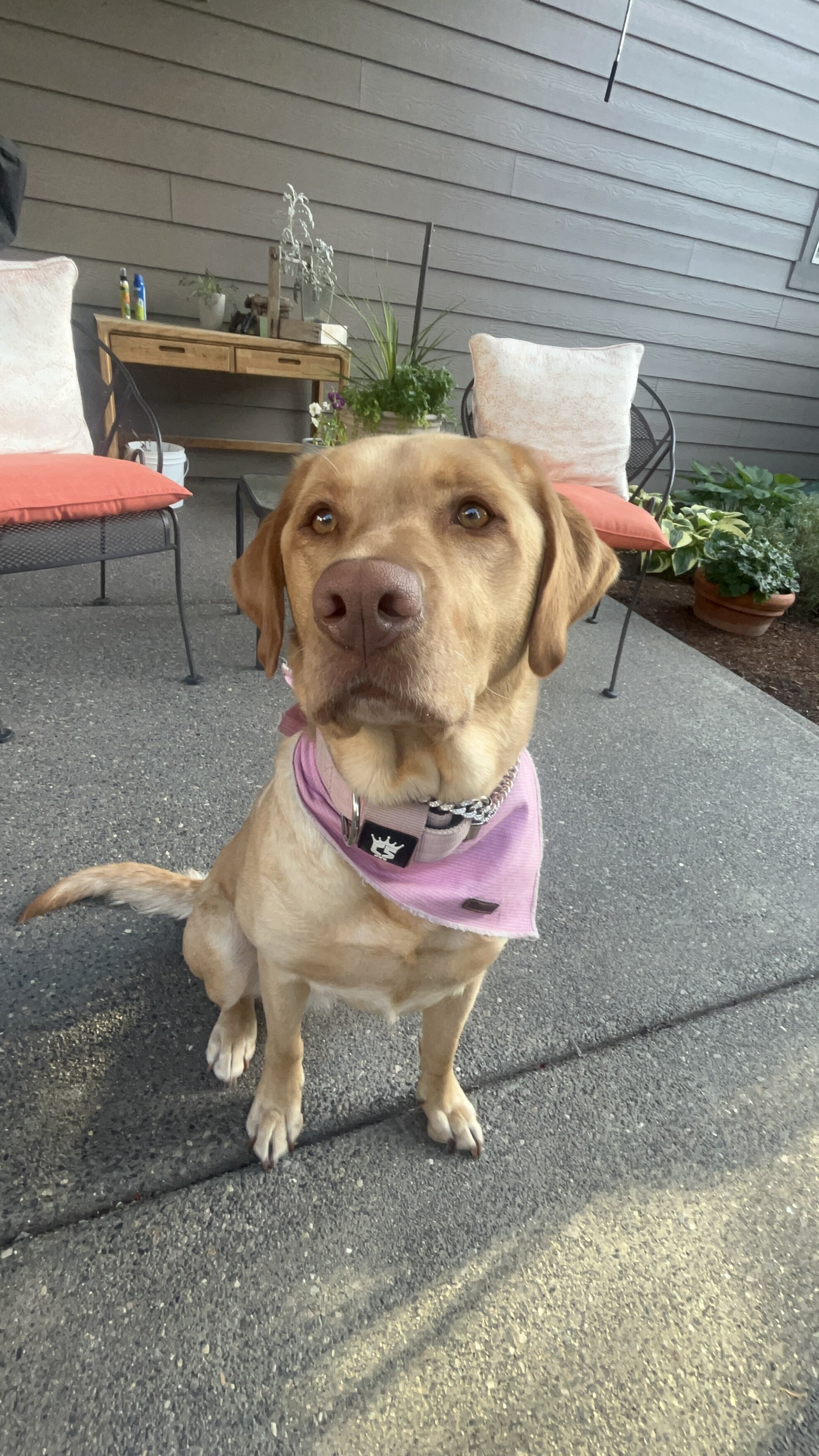 Labrador Puppies (AKC, Health & DNA Tested) image 2