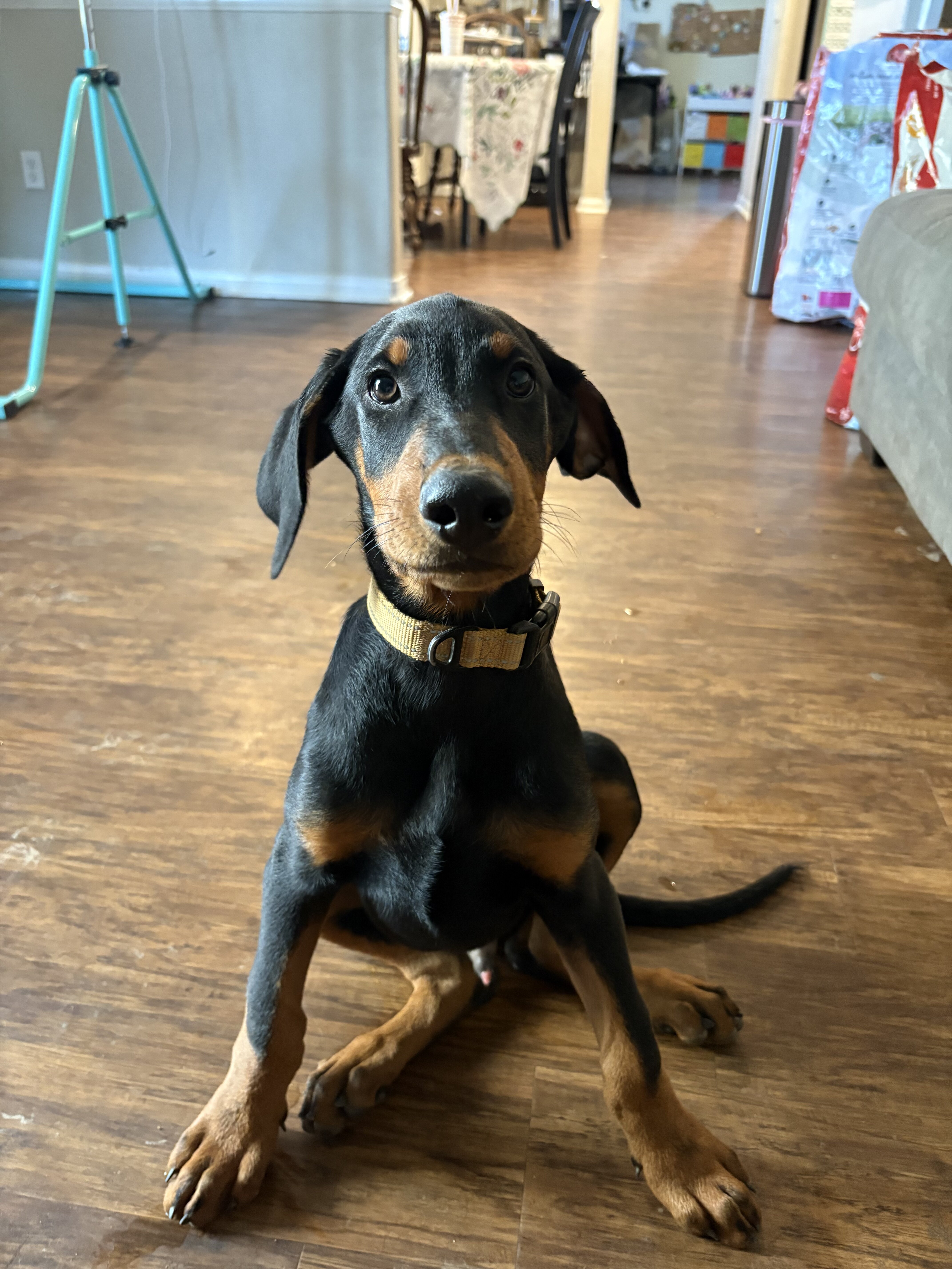 Doberman Puppies 13 Weeks - Ready Now!!! image 1