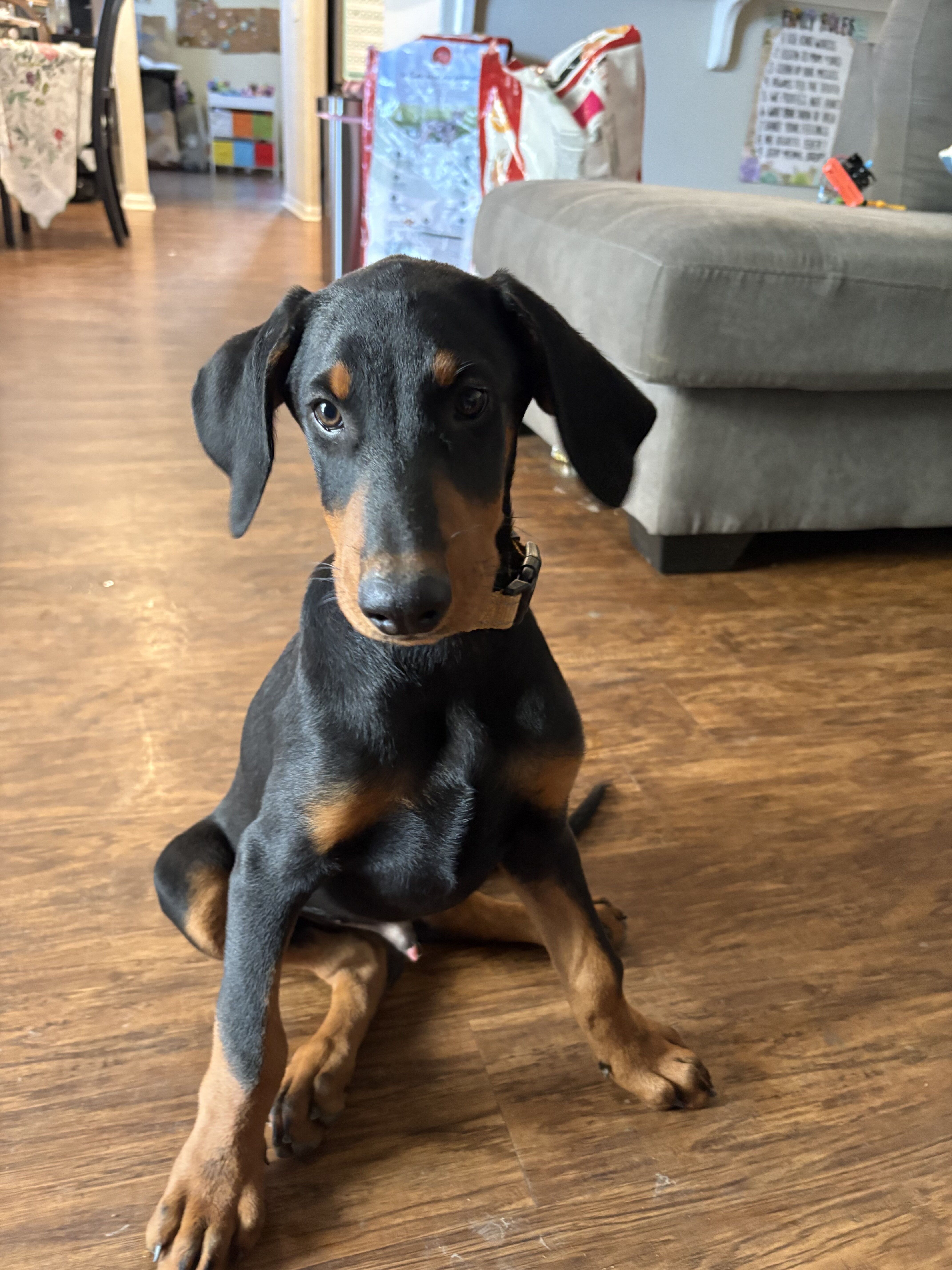 Doberman Puppies 13 Weeks - Ready Now!!! image 2