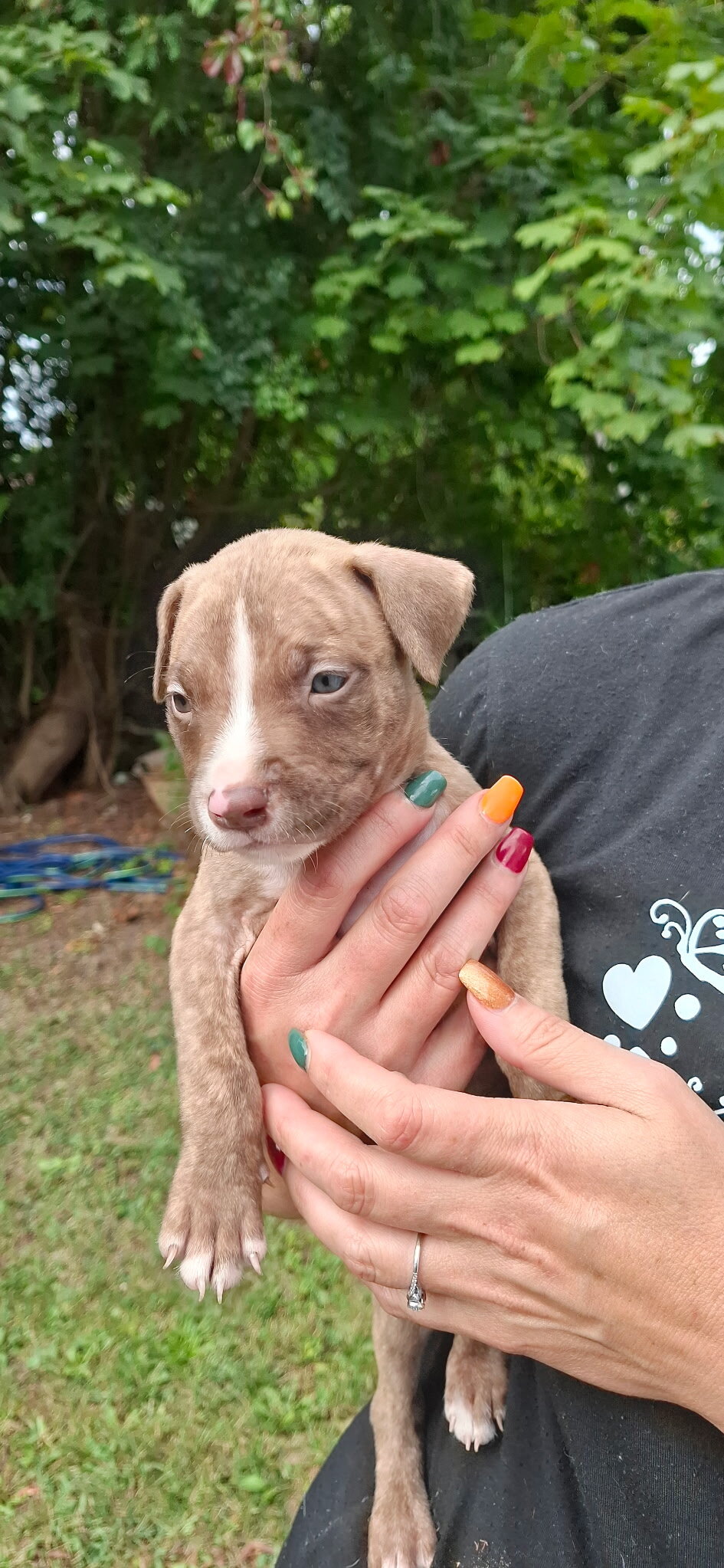 Puppy image 1