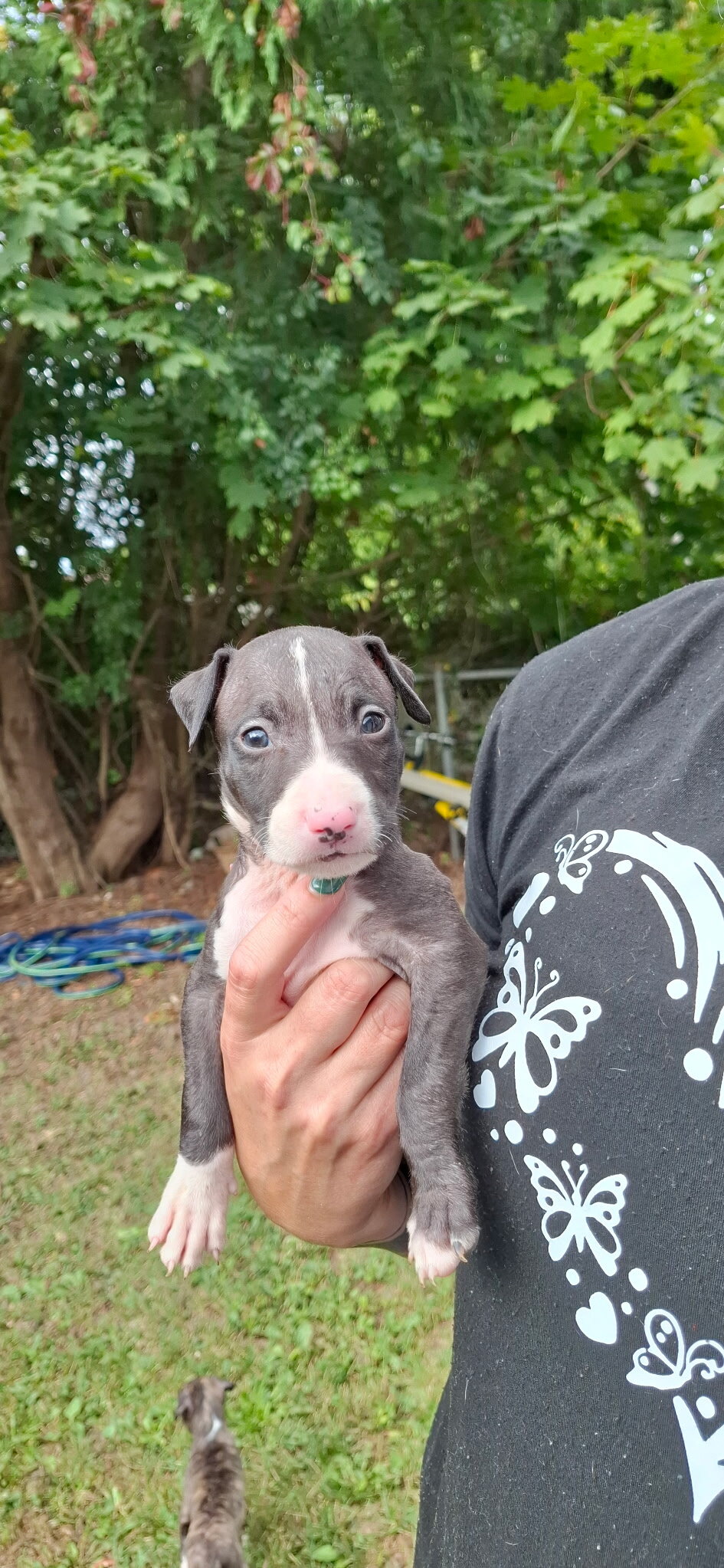 Puppies image 1