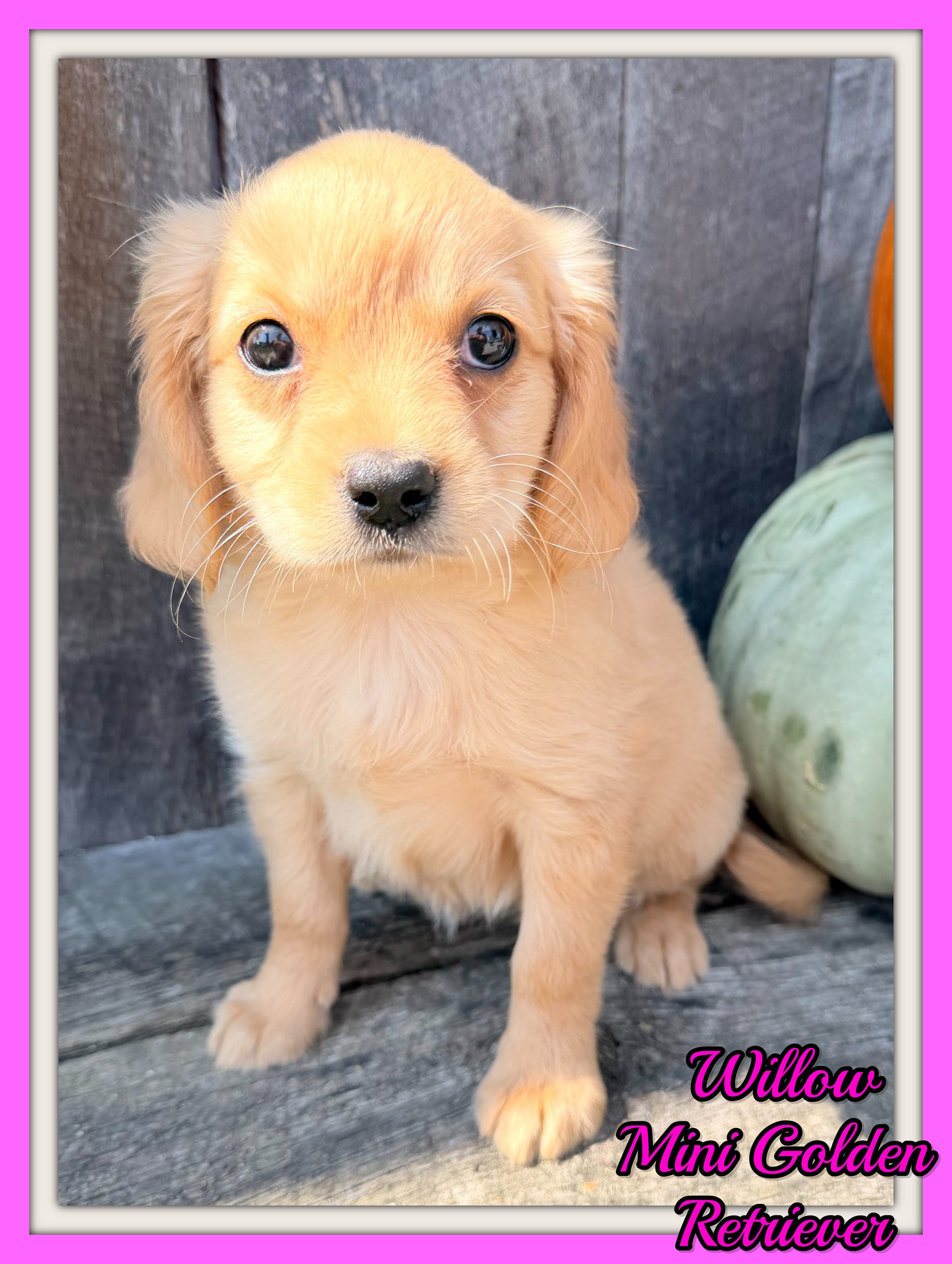 Willow Female Mini Golden Retriever image 1