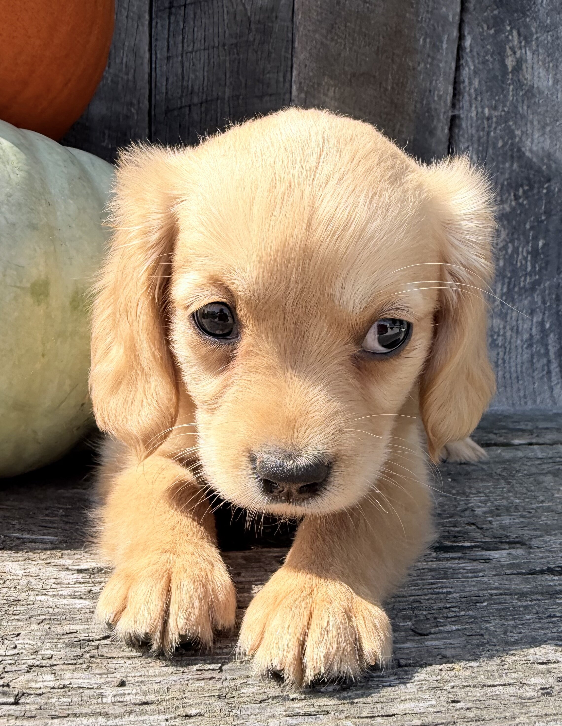 Willow Female Mini Golden Retriever image 2