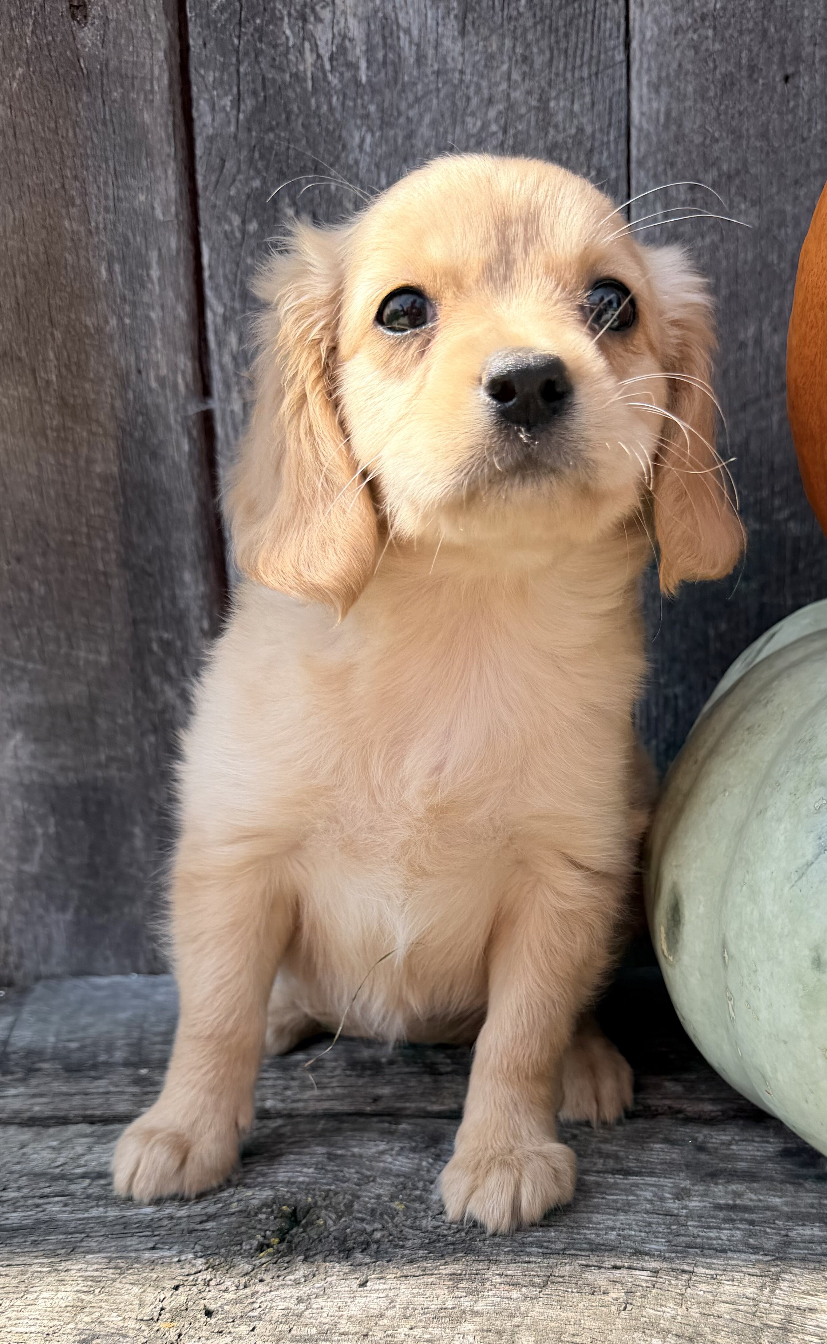 Willow Female Mini Golden Retriever image 7