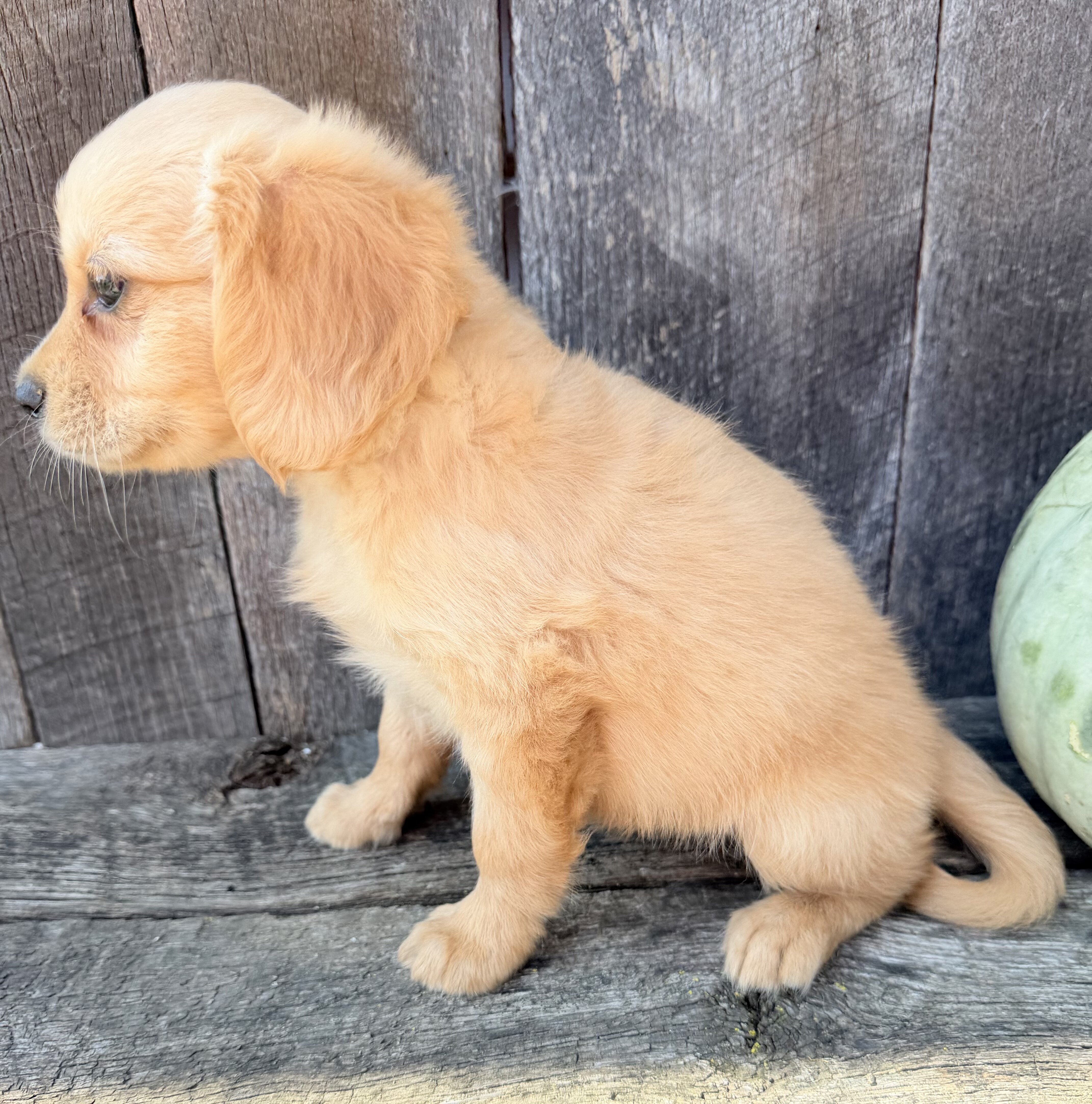 Willow Female Mini Golden Retriever image 6