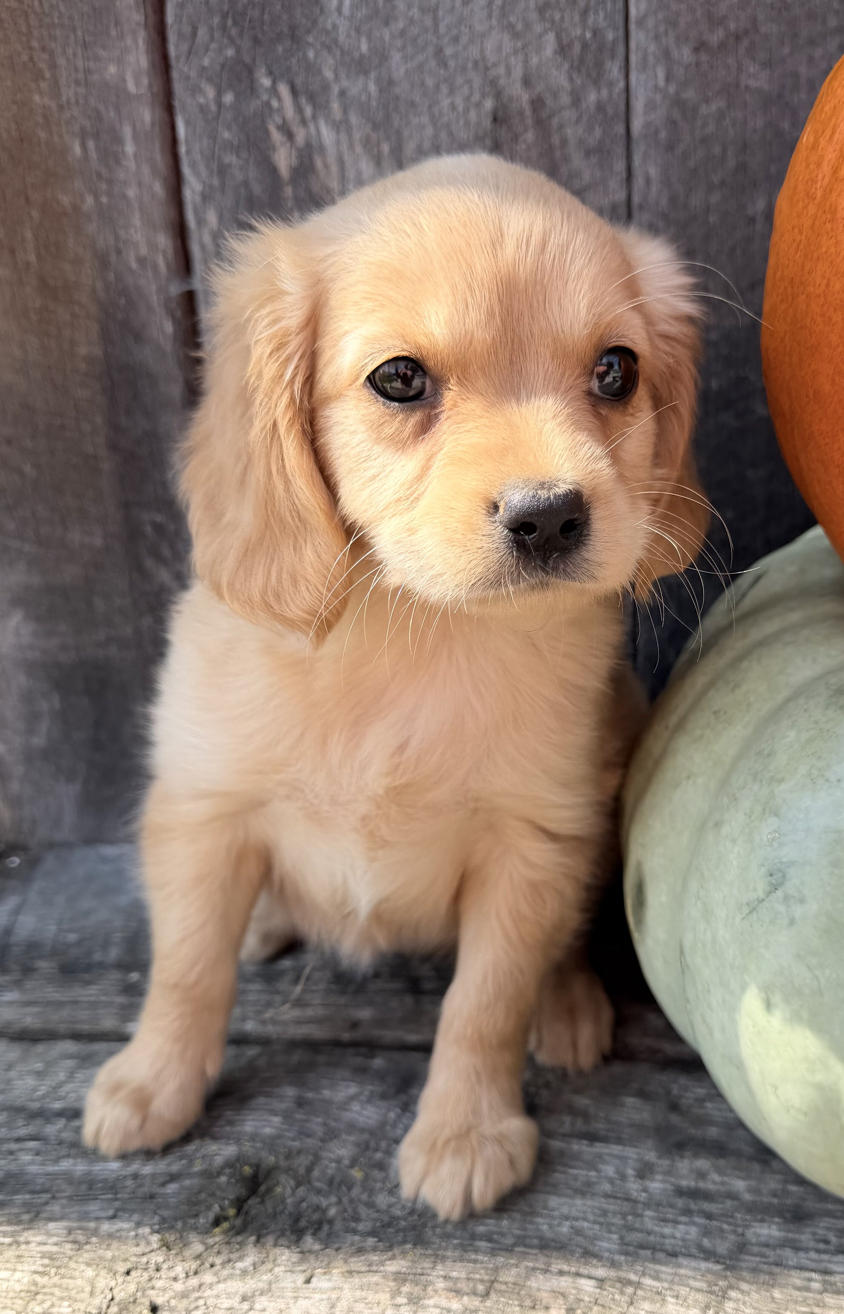Willow Female Mini Golden Retriever image 8