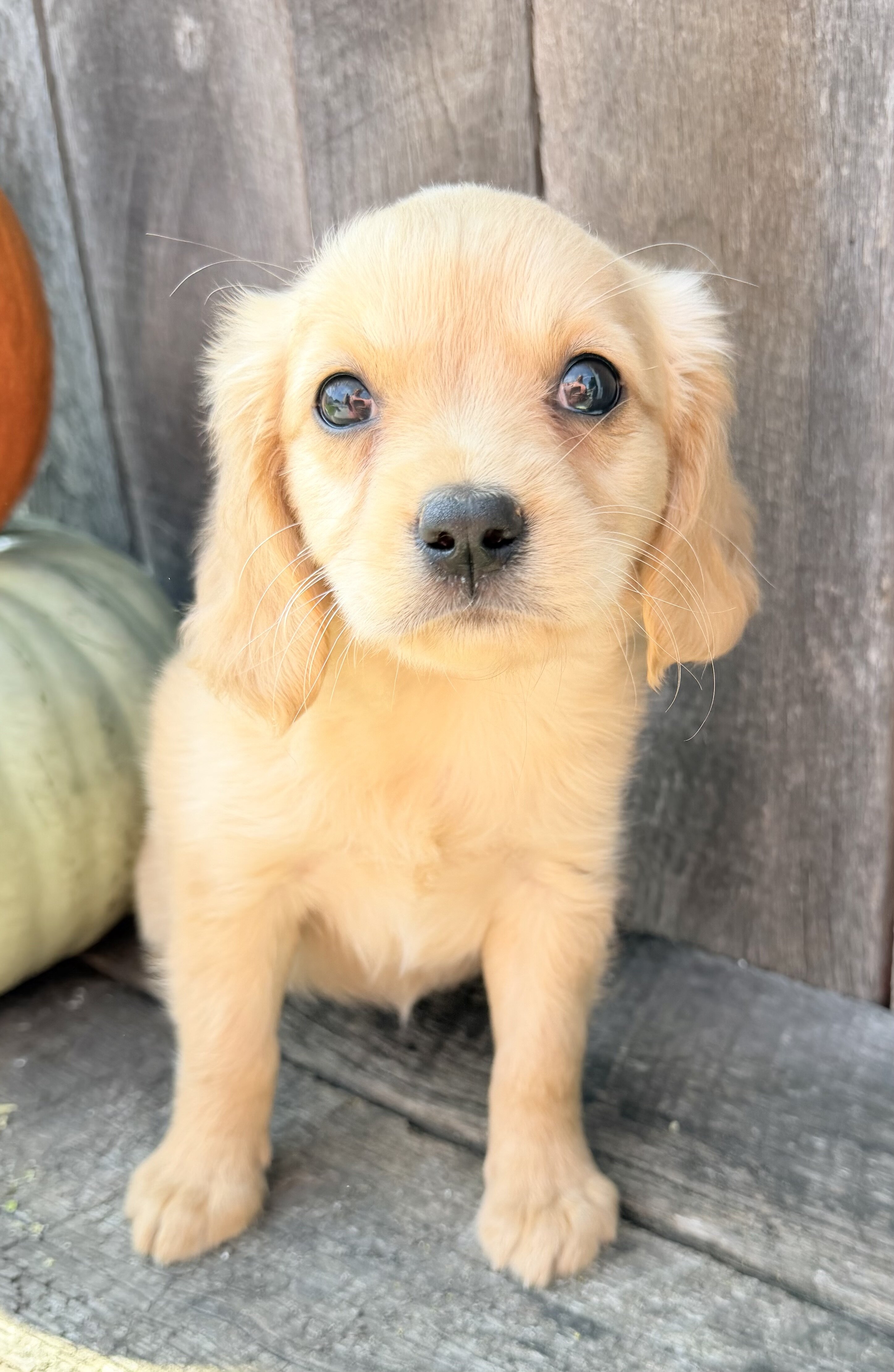 Willow Female Mini Golden Retriever image 3