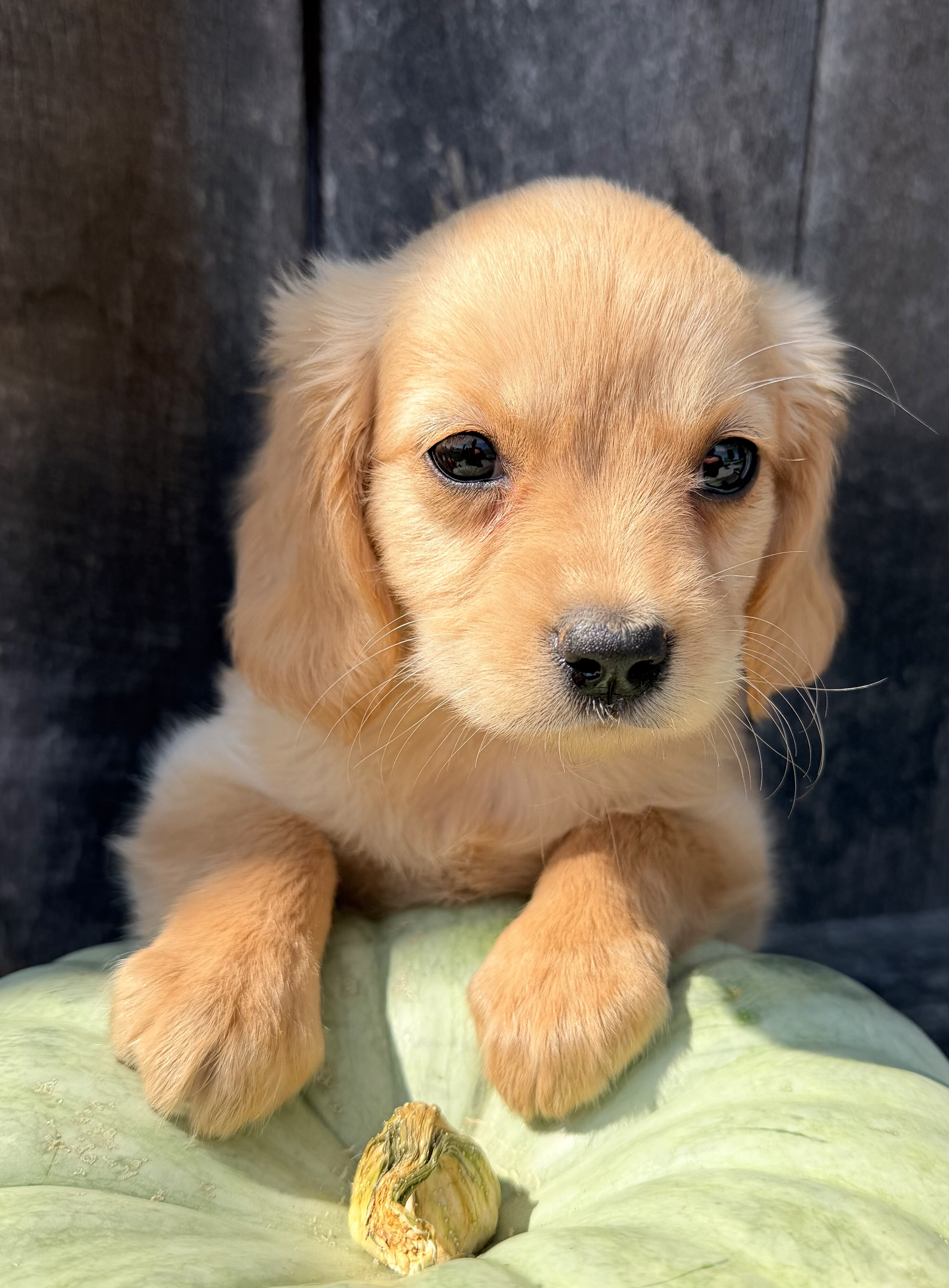 Willow Female Mini Golden Retriever image 4