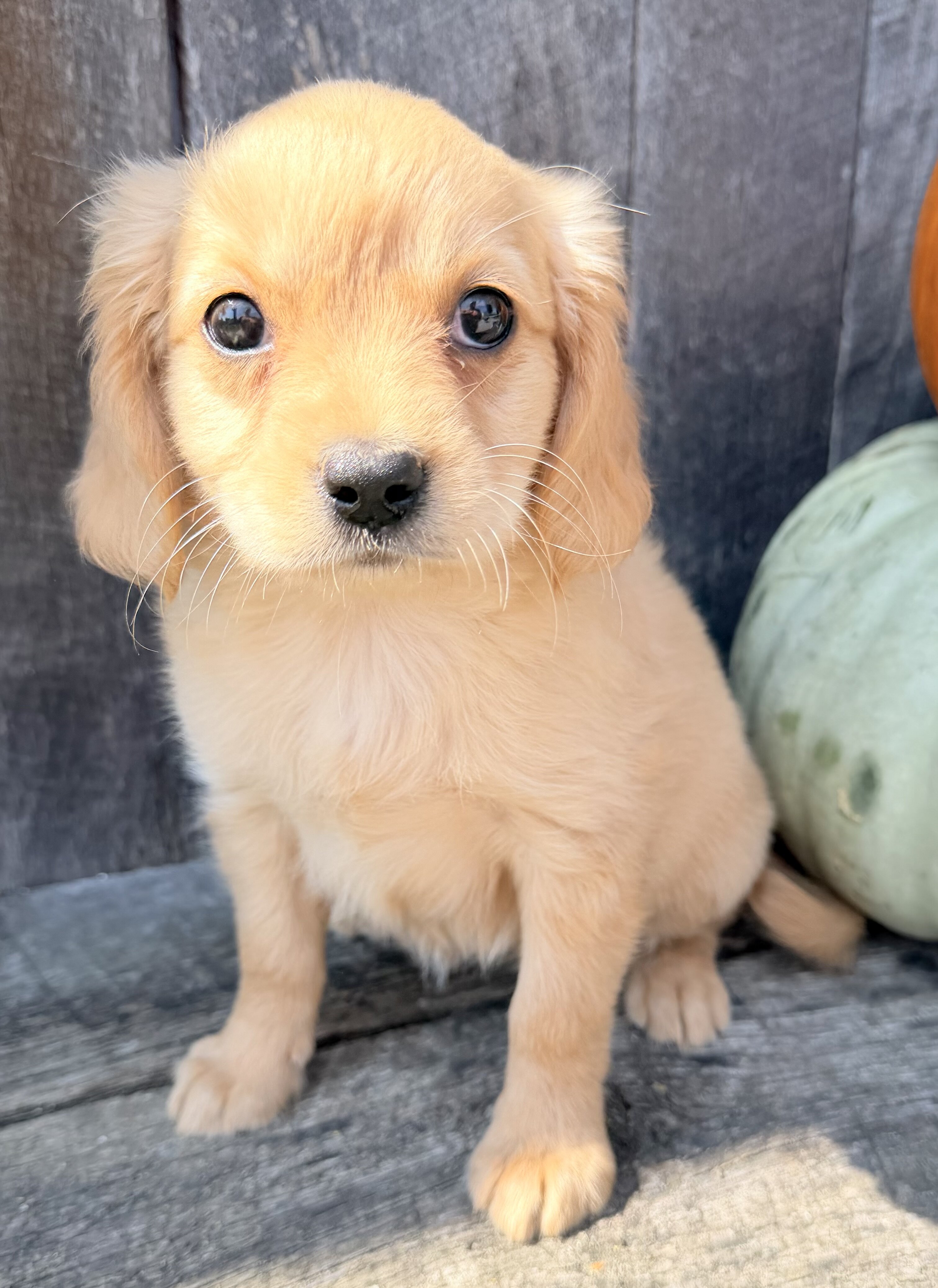 Willow Female Mini Golden Retriever image 5