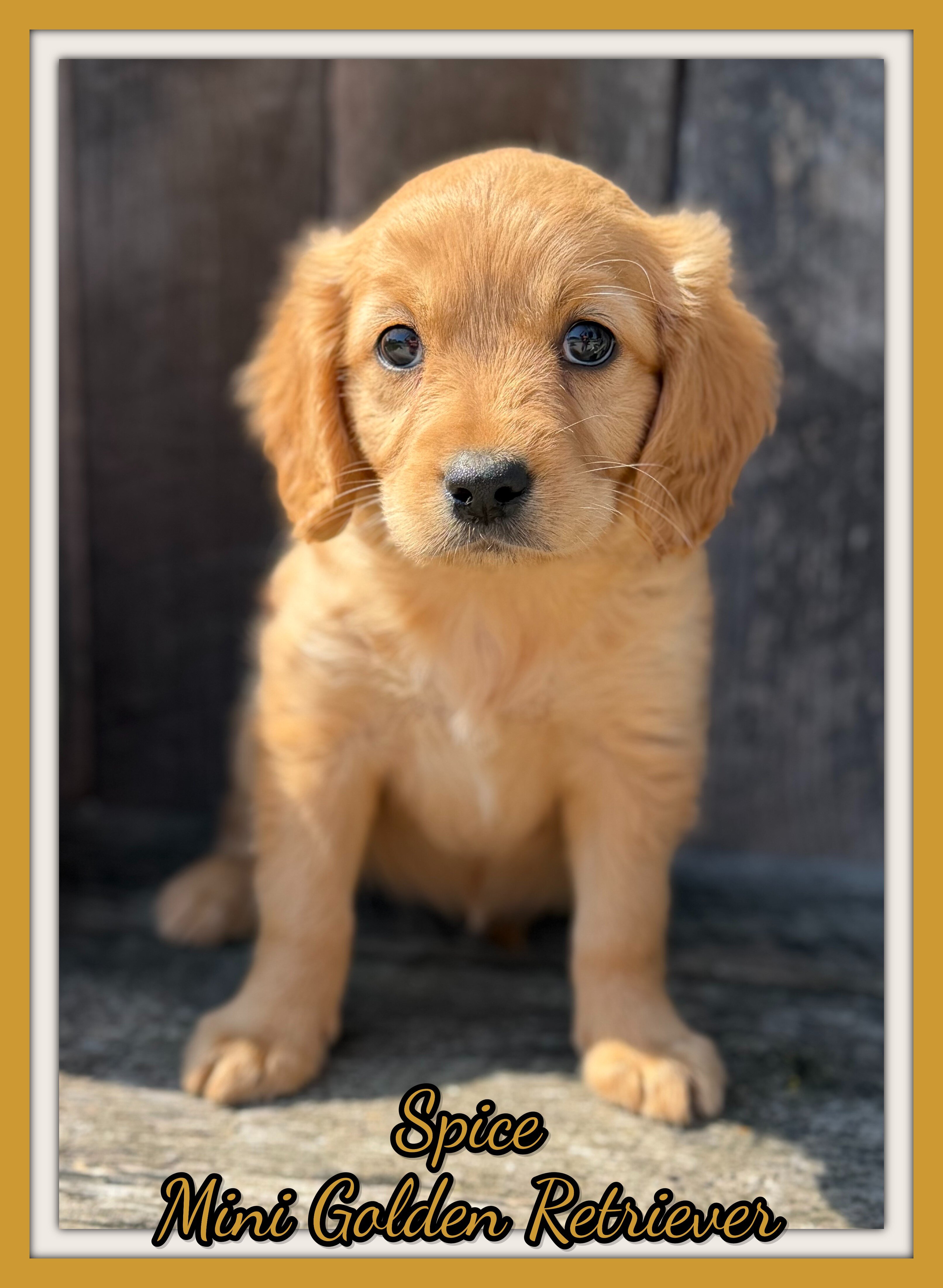 Spice Female Mini Golden Retriever image 1