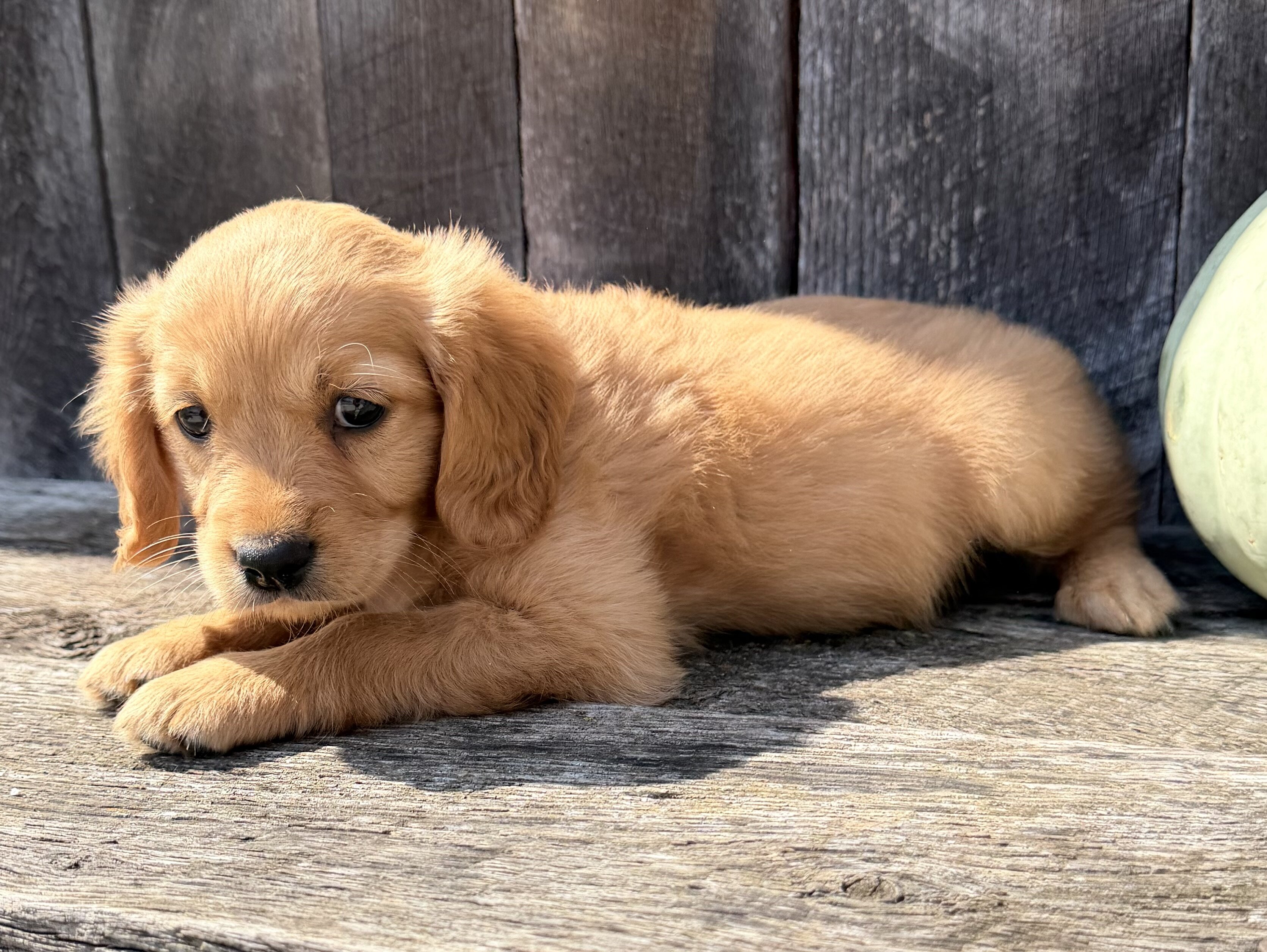 Spice Female Mini Golden Retriever image 2