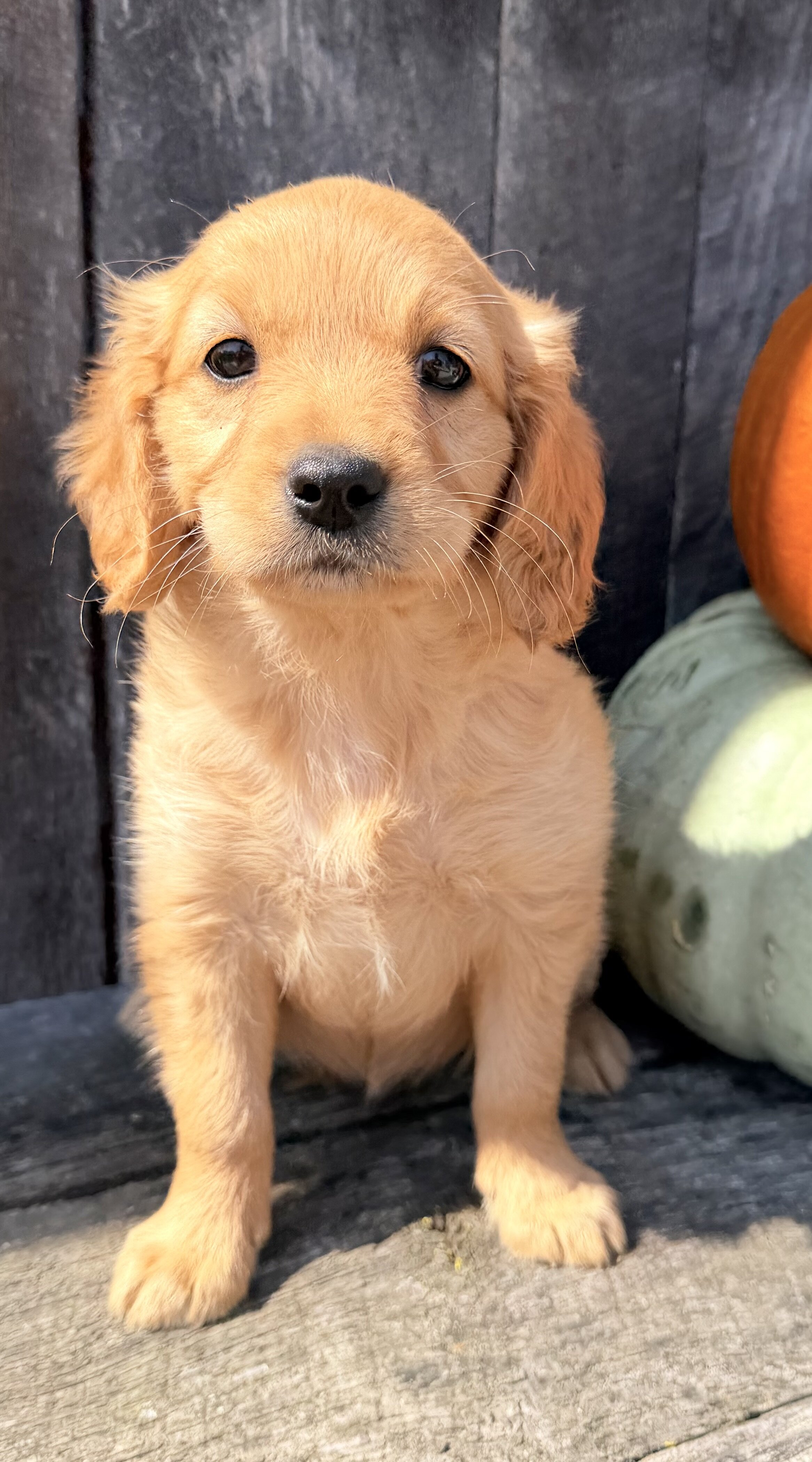 Spice Female Mini Golden Retriever image 4