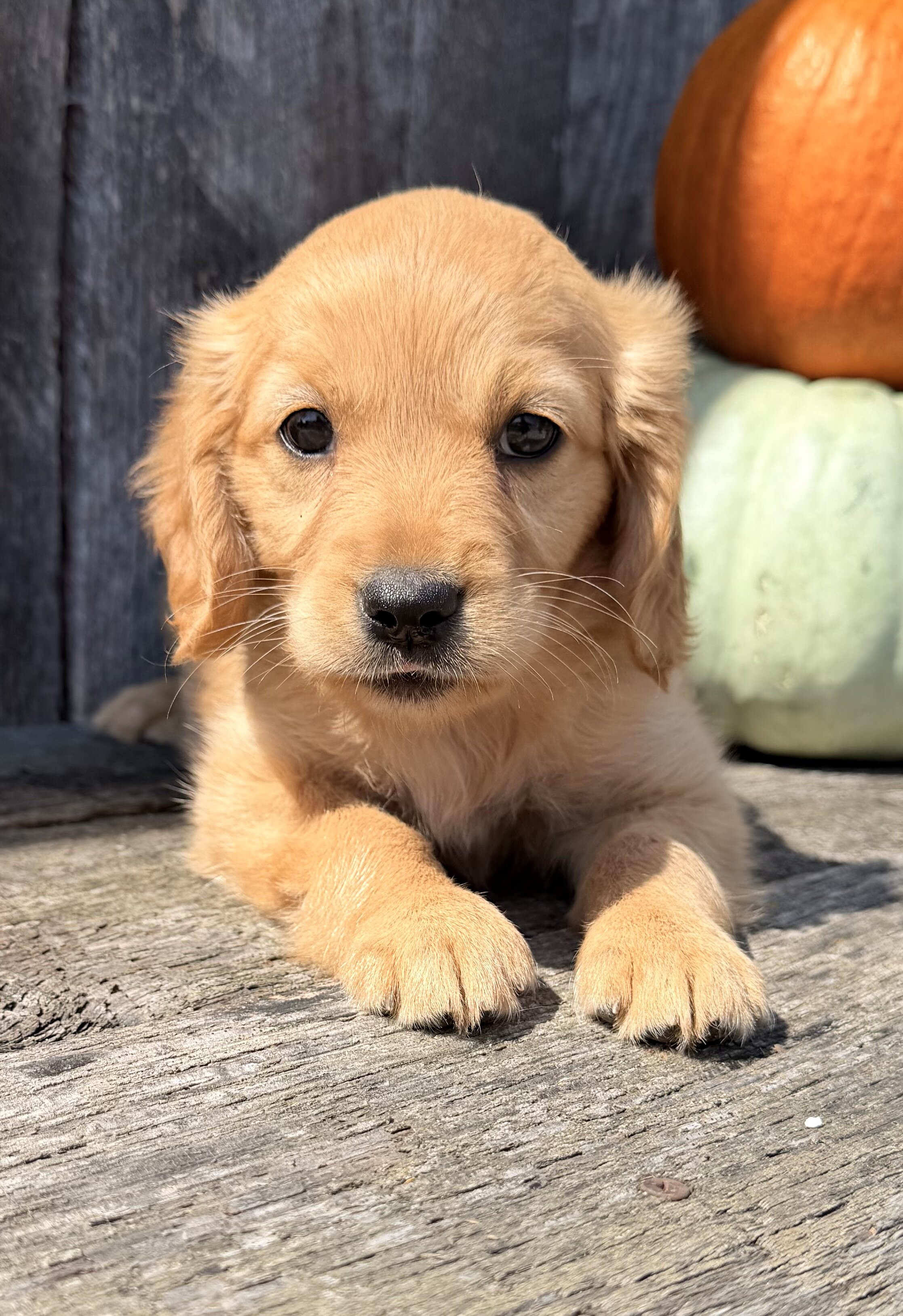 Spice Female Mini Golden Retriever image 3