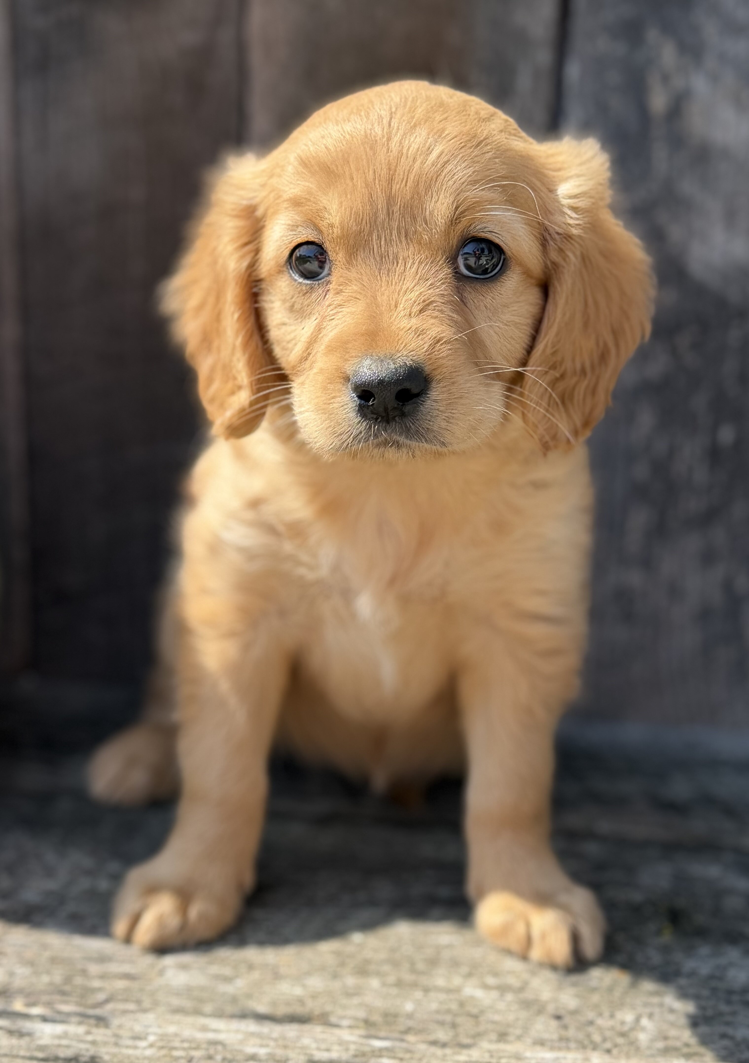 Spice Female Mini Golden Retriever image 6