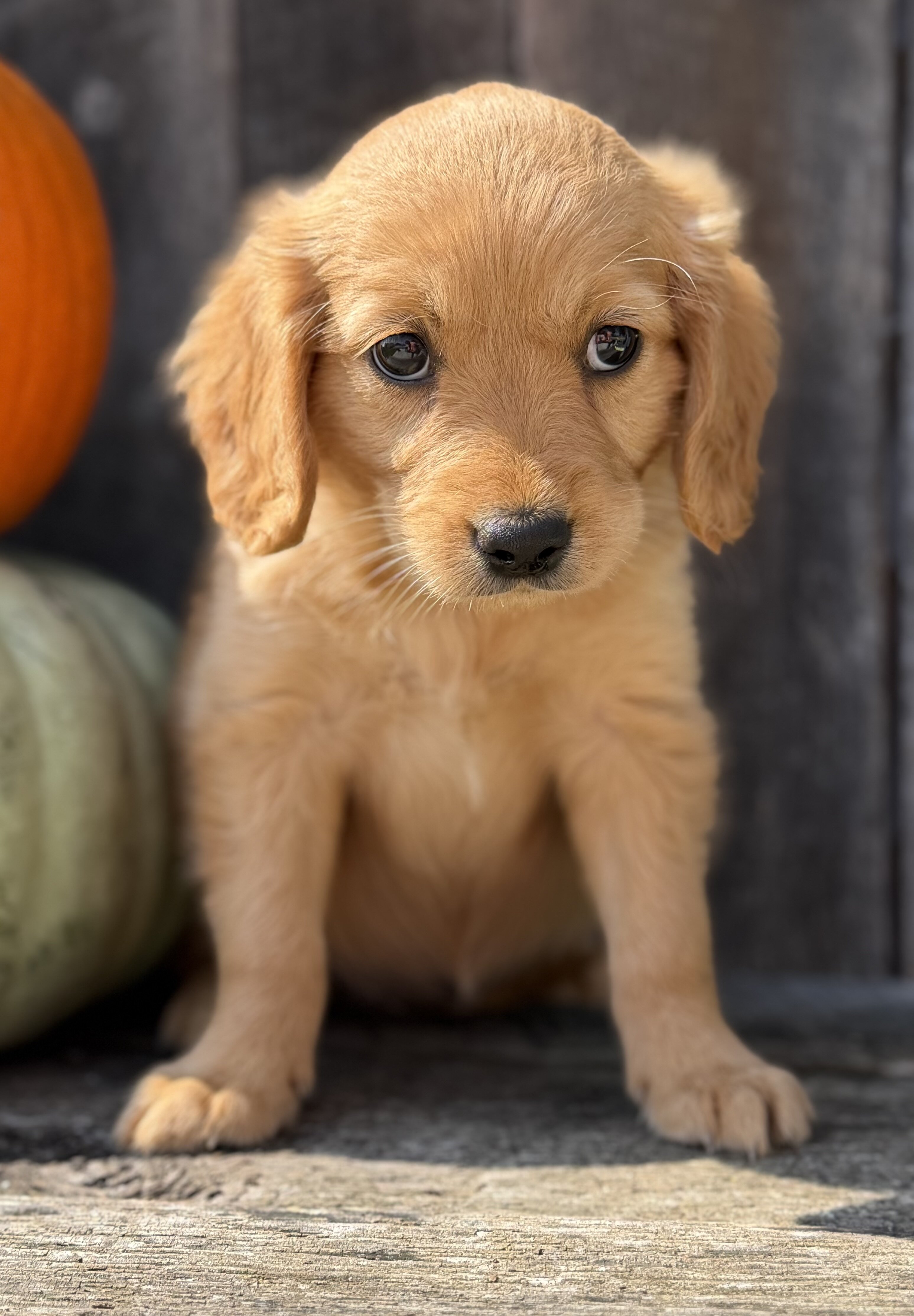 Spice Female Mini Golden Retriever image 5