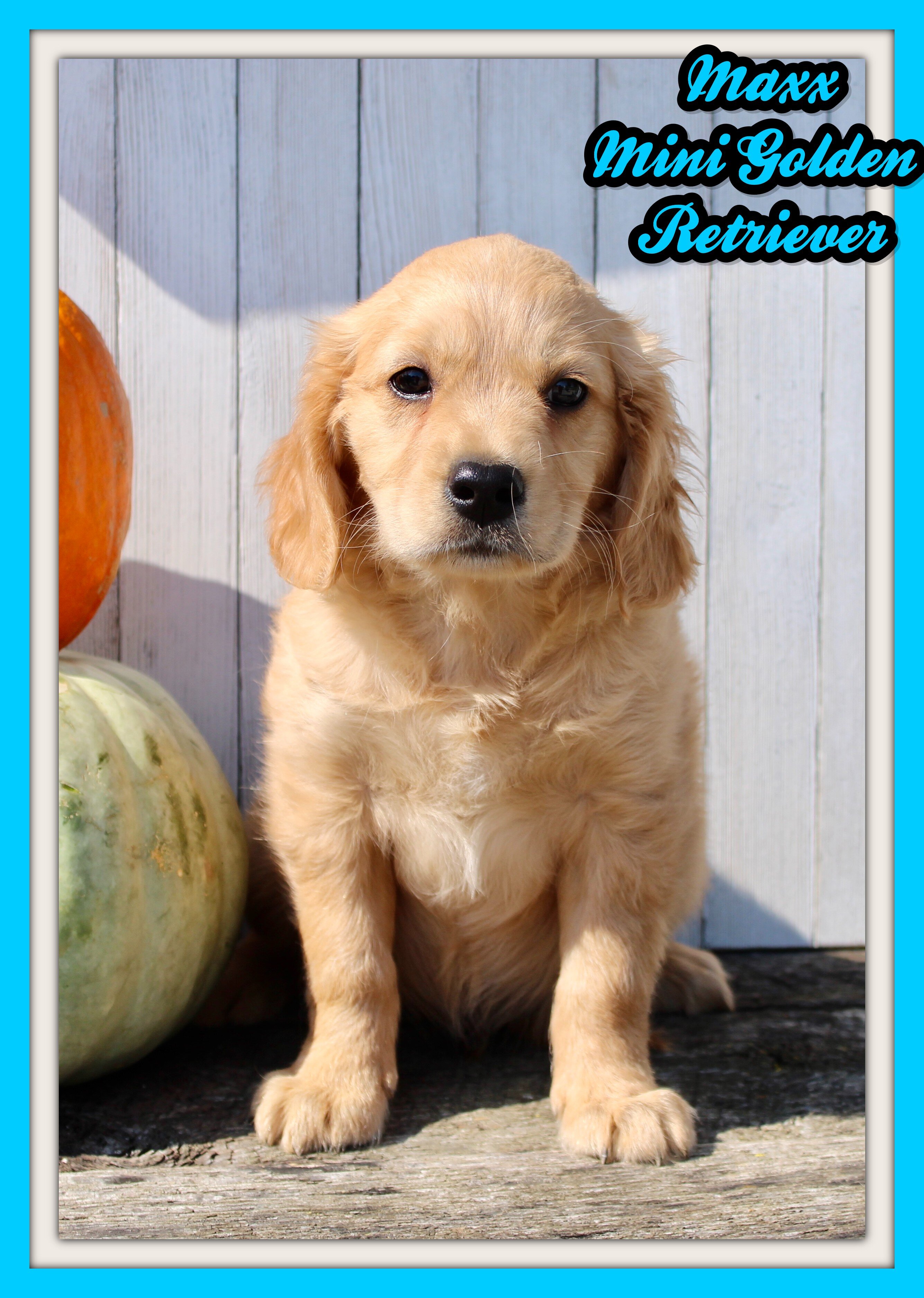 Maxx Male Mini Golden Retriever image 1