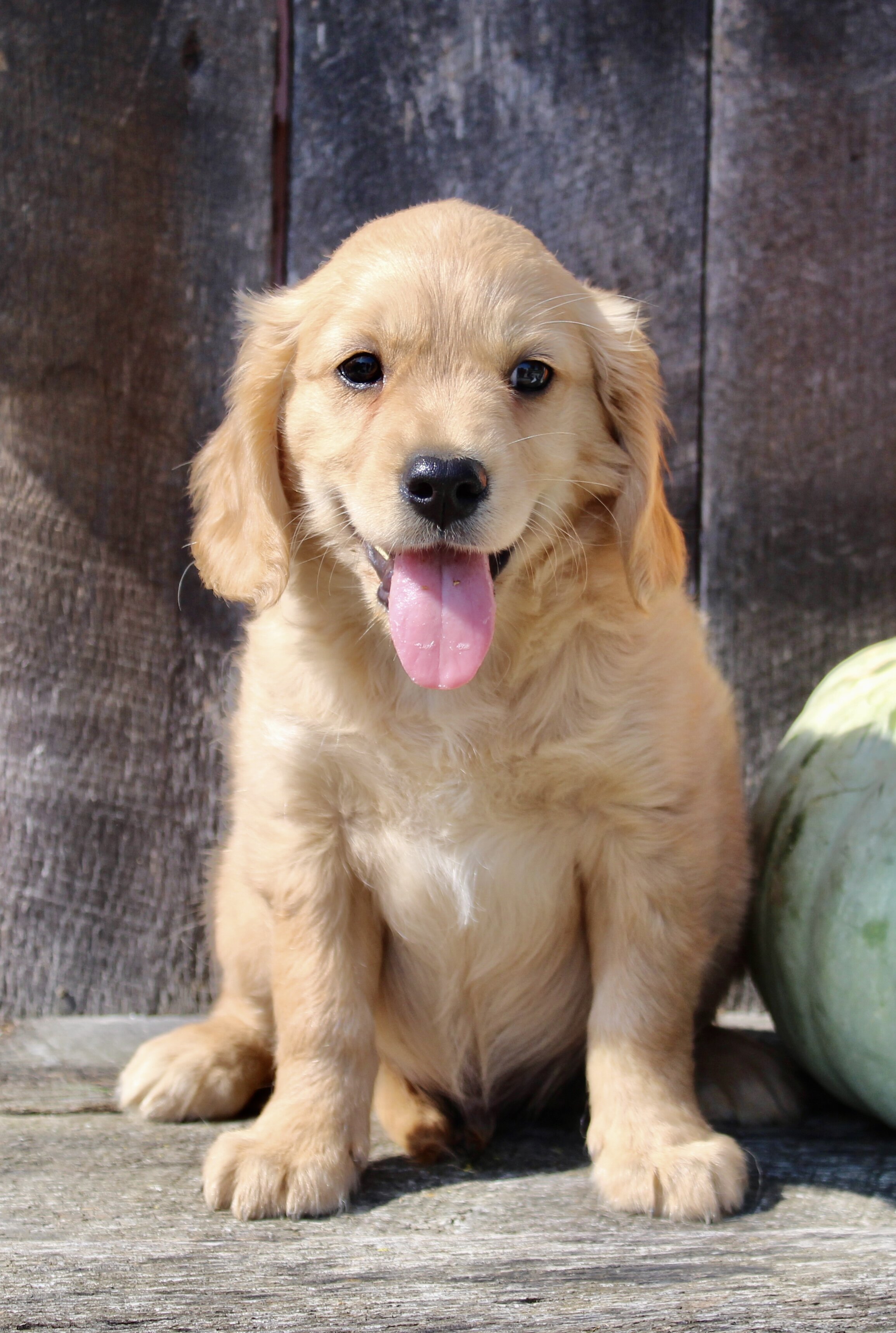 Maxx Male Mini Golden Retriever image 7