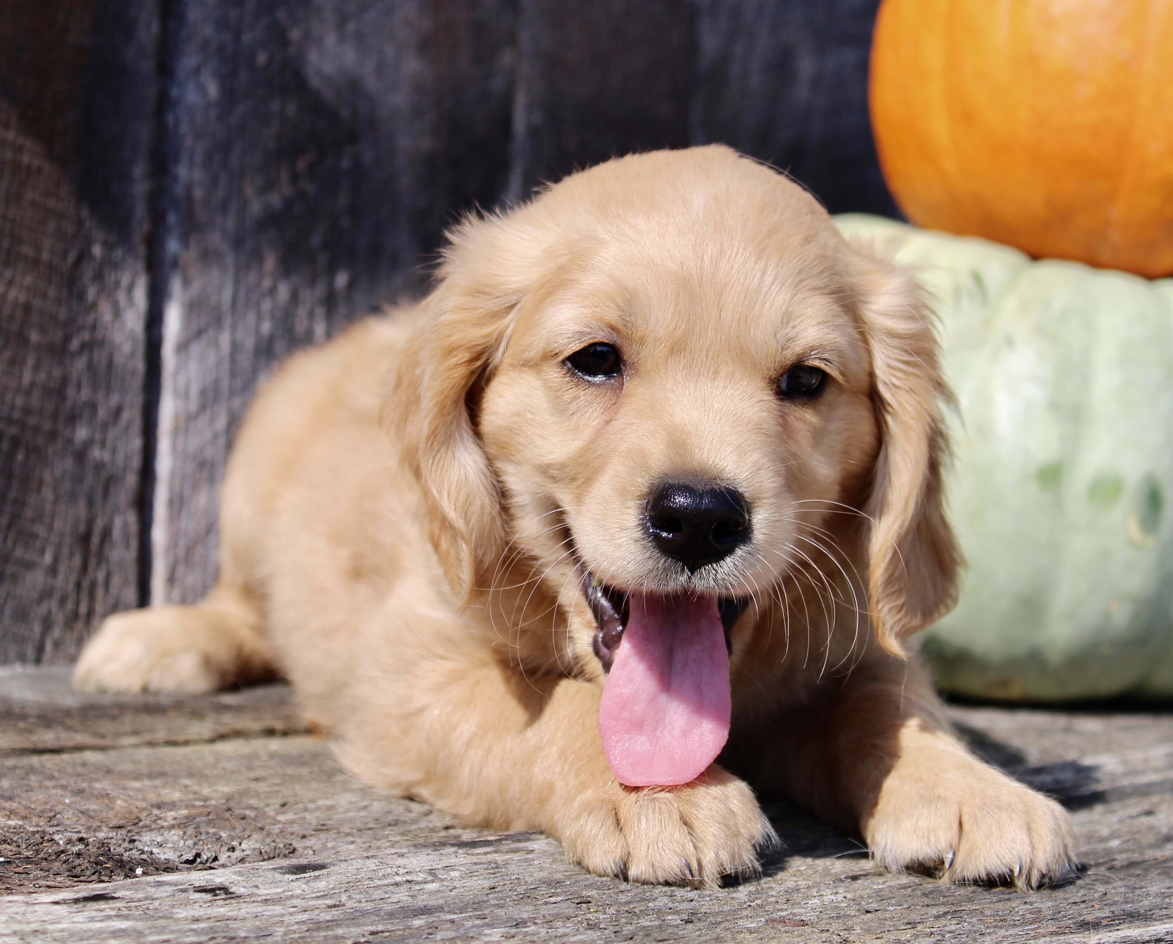 Maxx Male Mini Golden Retriever image 2