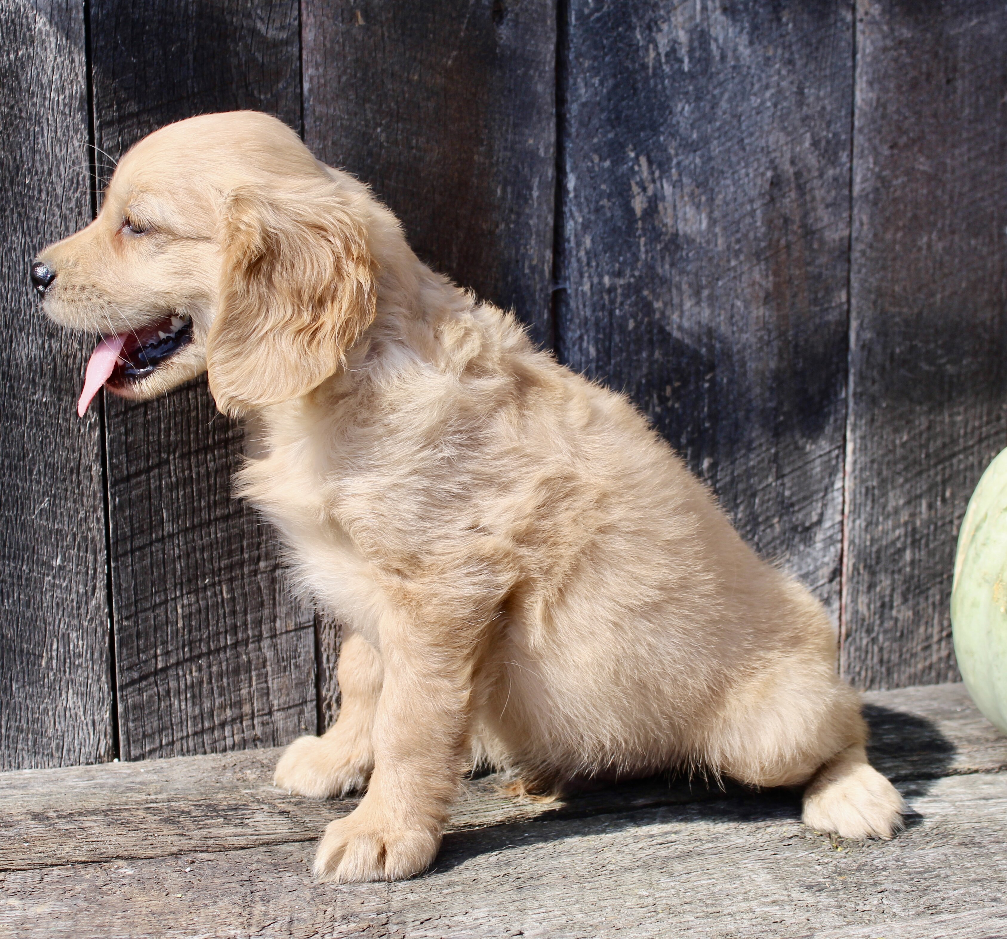 Maxx Male Mini Golden Retriever image 4