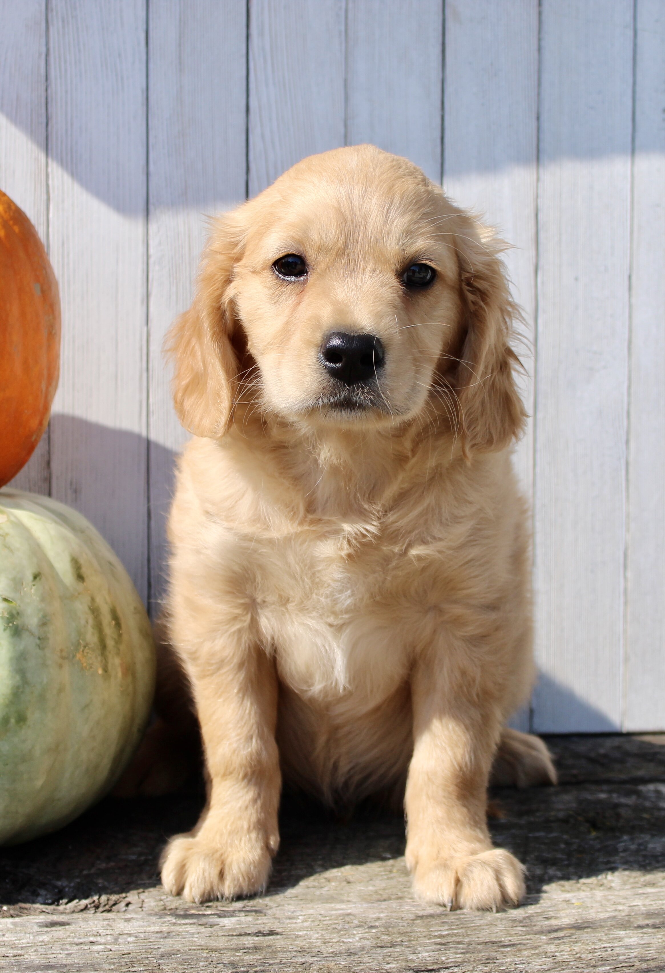 Maxx Male Mini Golden Retriever image 5