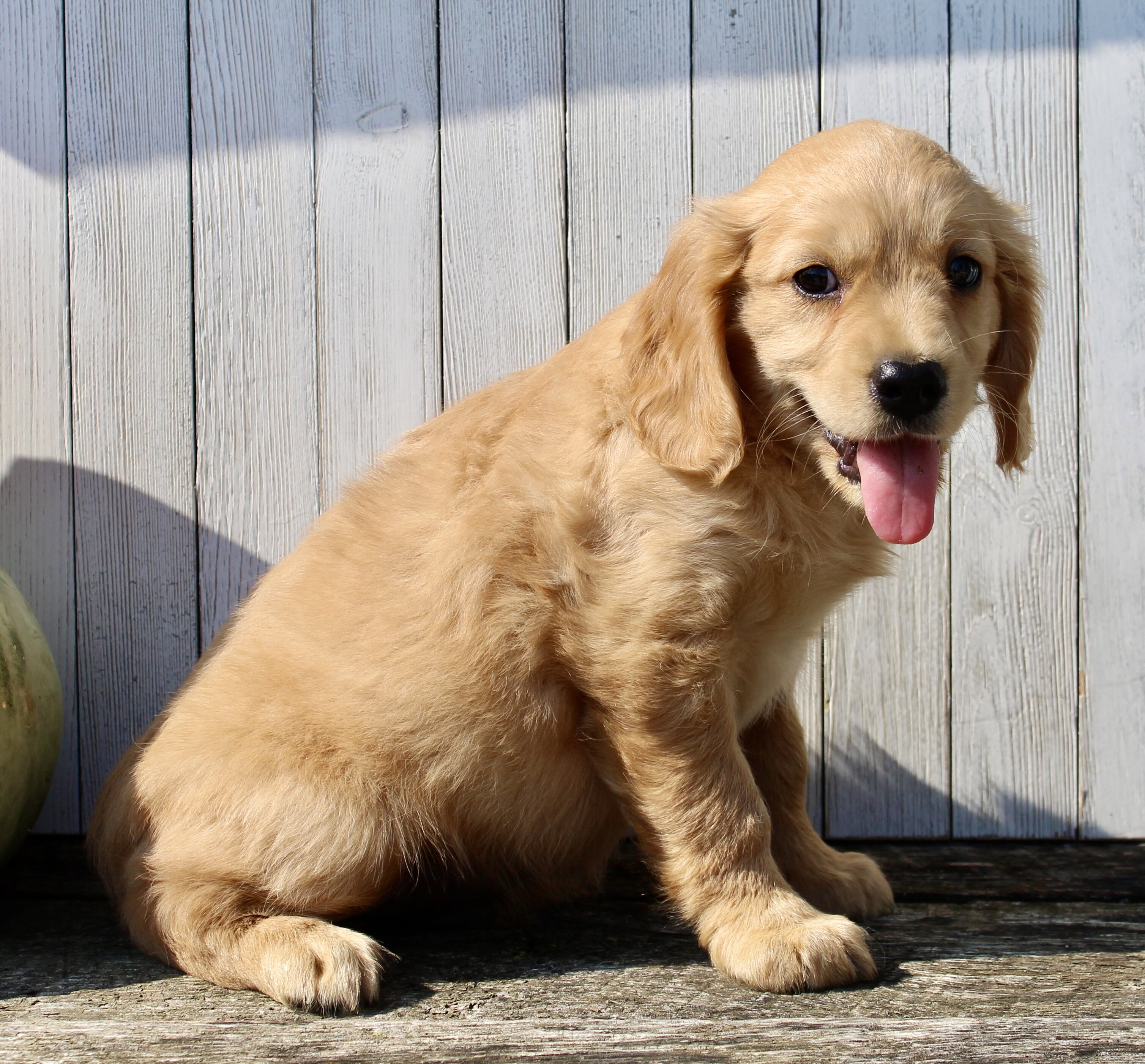 Maxx Male Mini Golden Retriever image 6