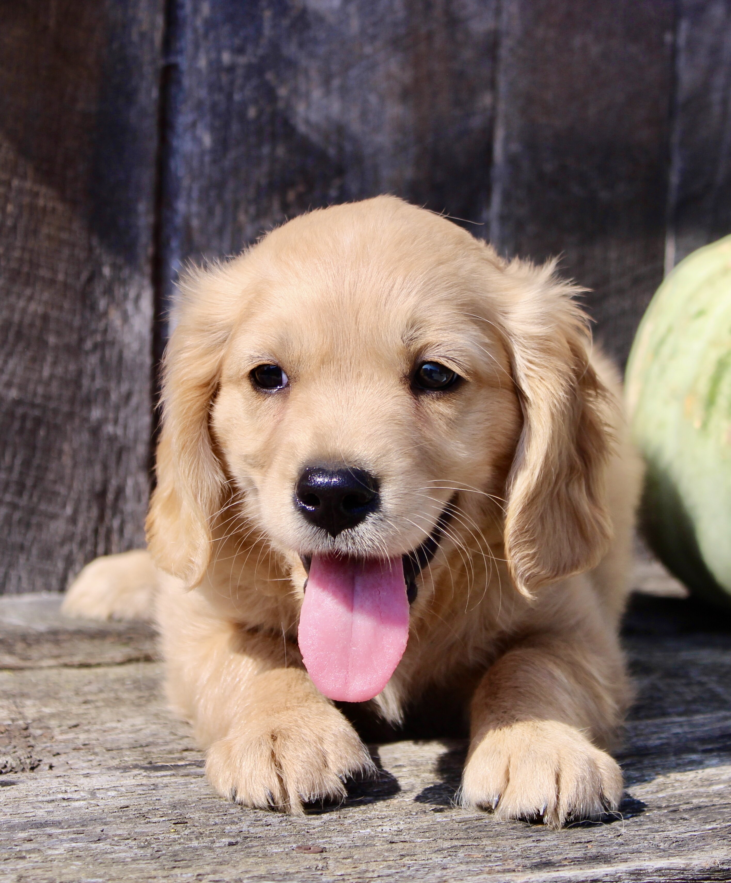 Maxx Male Mini Golden Retriever image 3