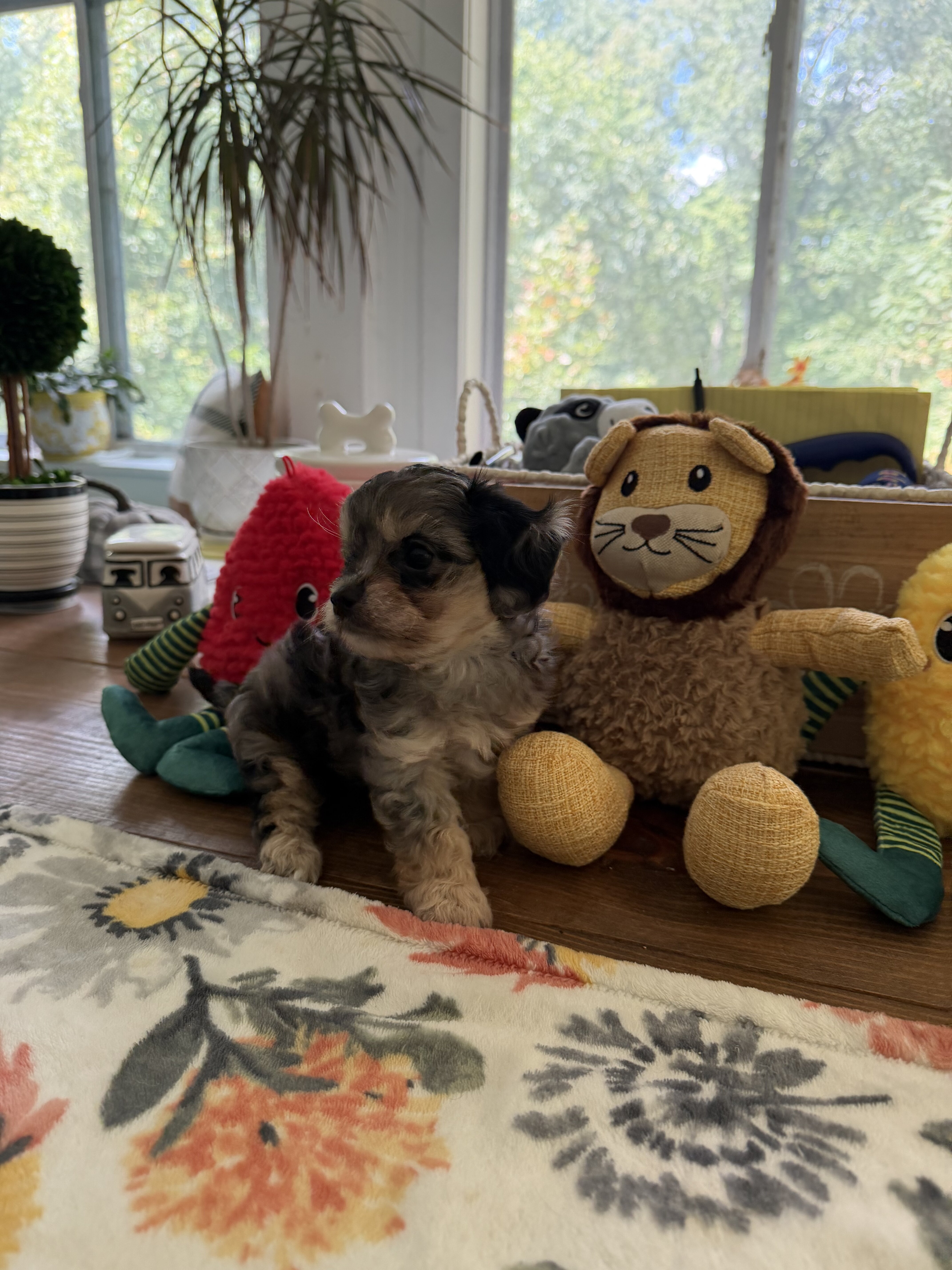 Ckc registered toy Cavapoo puppies image 3