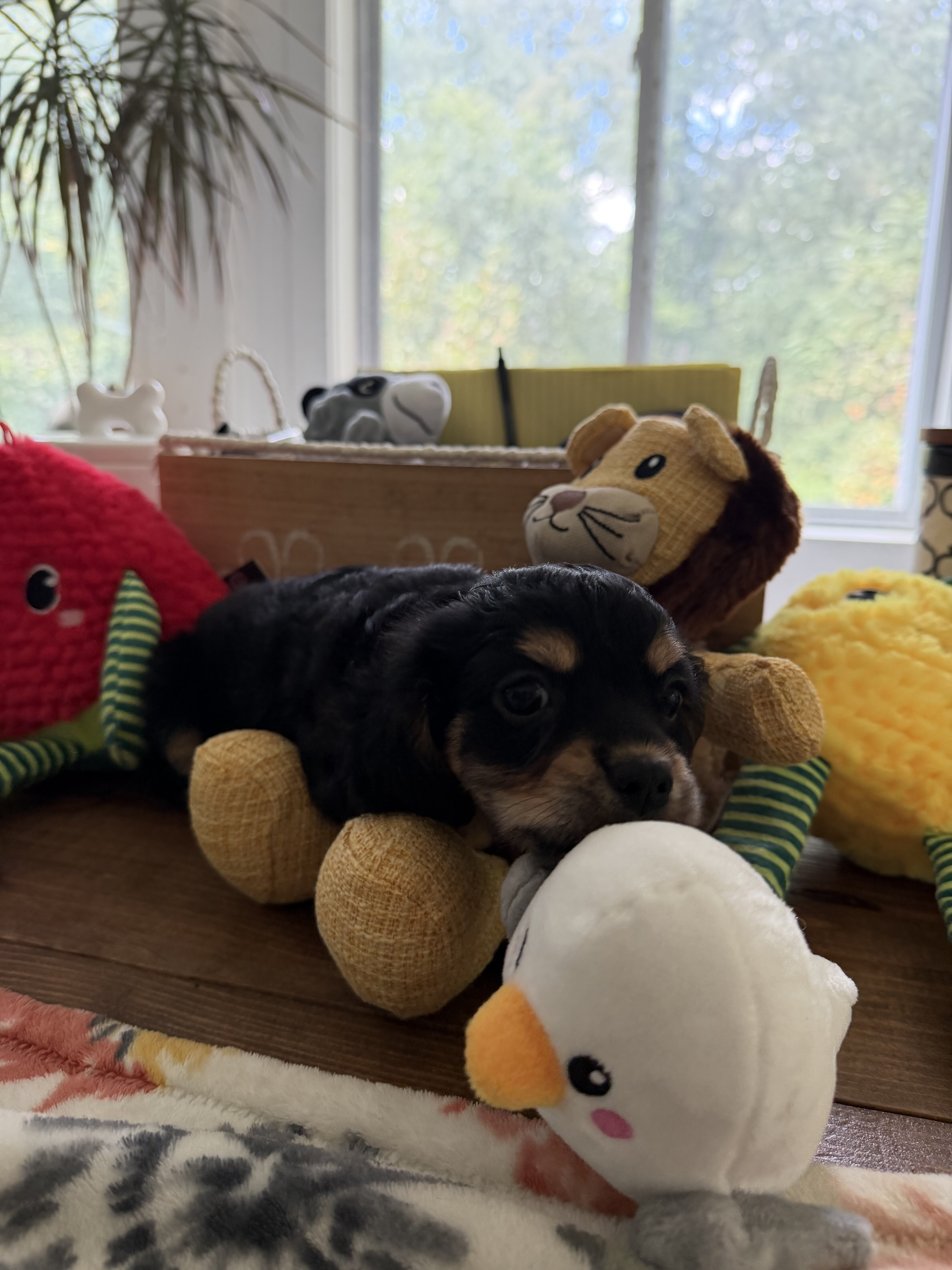 Ckc registered toy Cavapoo puppies image 2