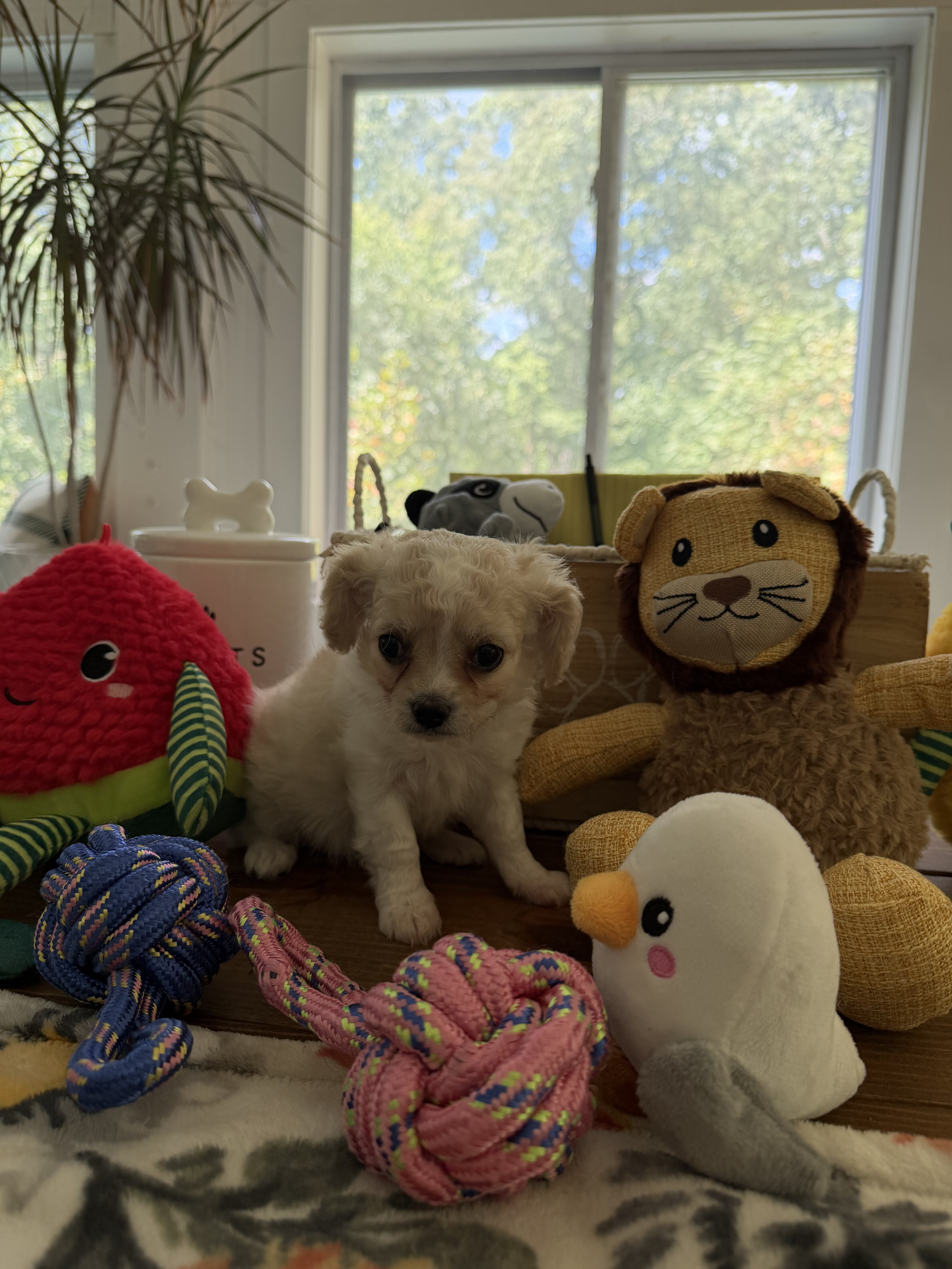 Ckc registered toy Cavapoo puppies image 1