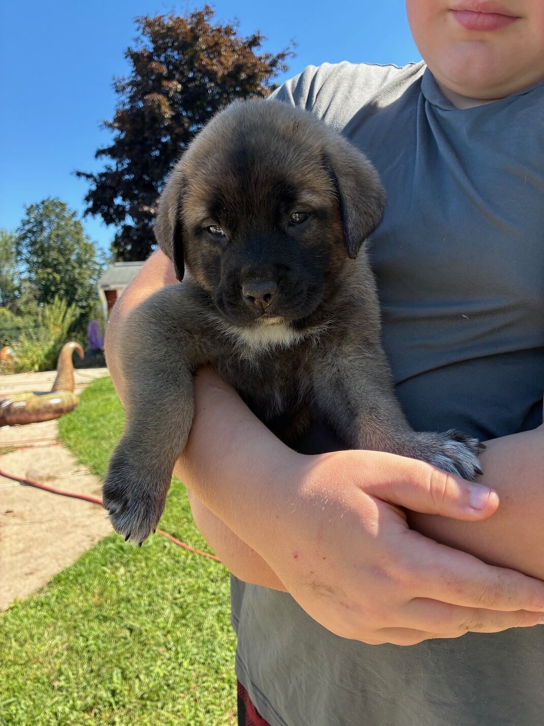 English Mastiff/Great Pyrenees Mix Puppies image 10