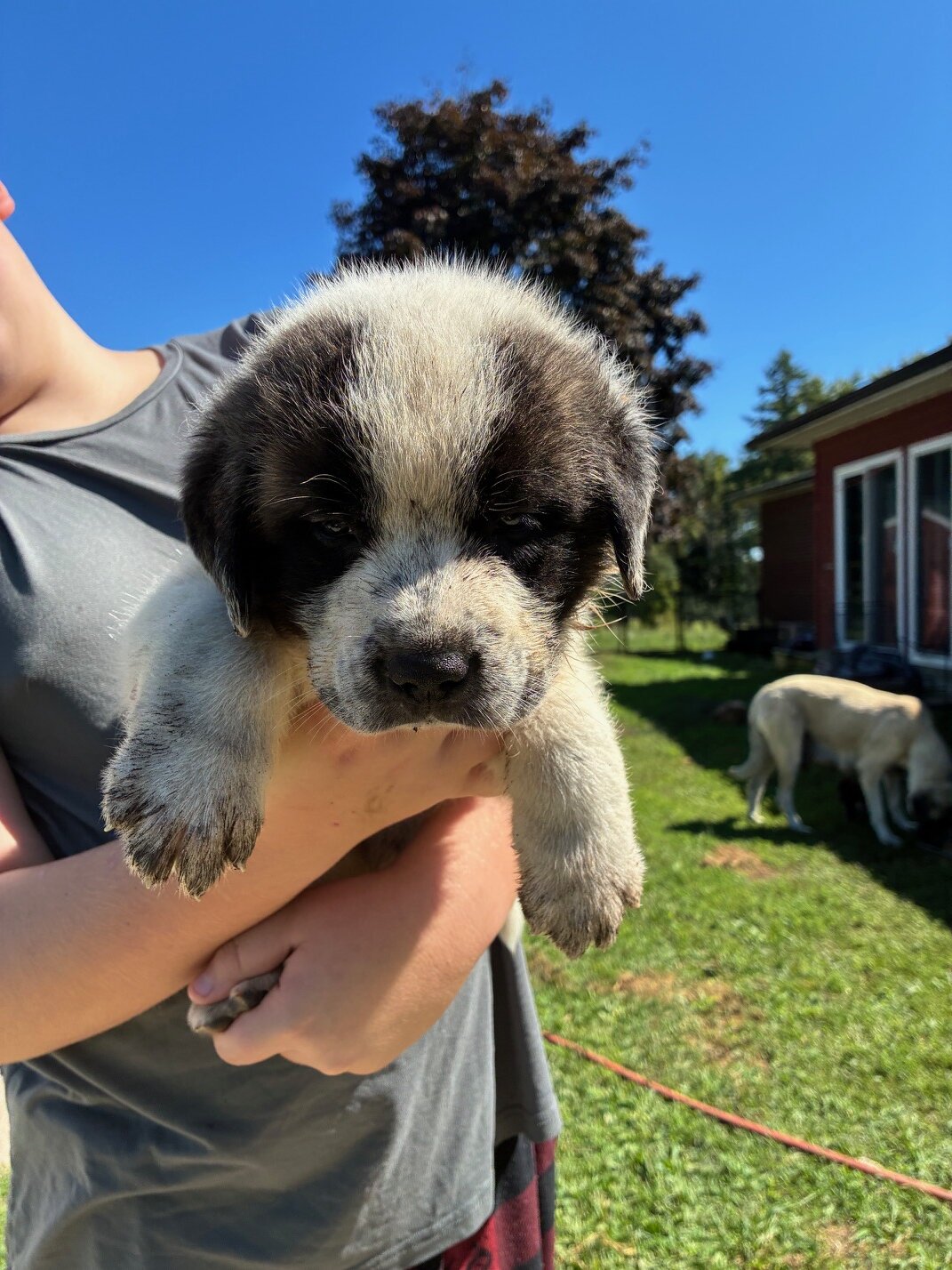English Mastiff/Great Pyrenees Mix Puppies image 9