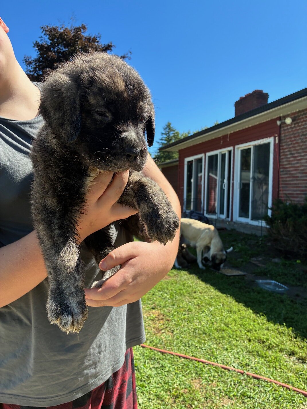 English Mastiff/Great Pyrenees Mix Puppies image 8