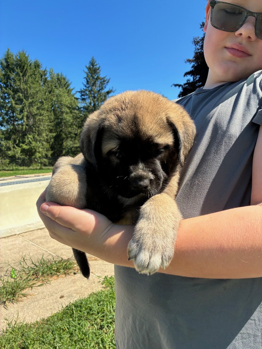 English Mastiff/Great Pyrenees Mix Puppies image 6