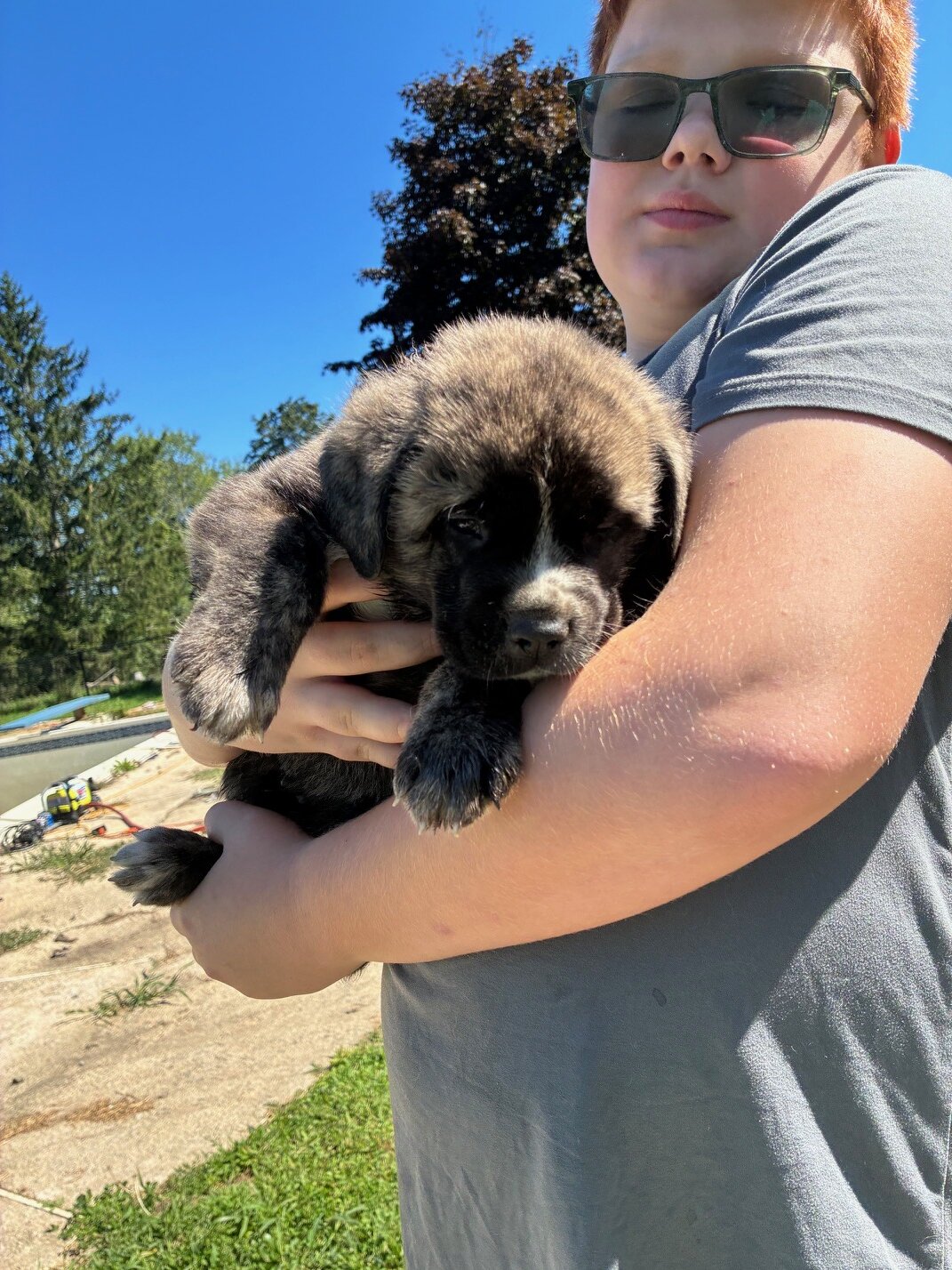 English Mastiff/Great Pyrenees Mix Puppies image 7