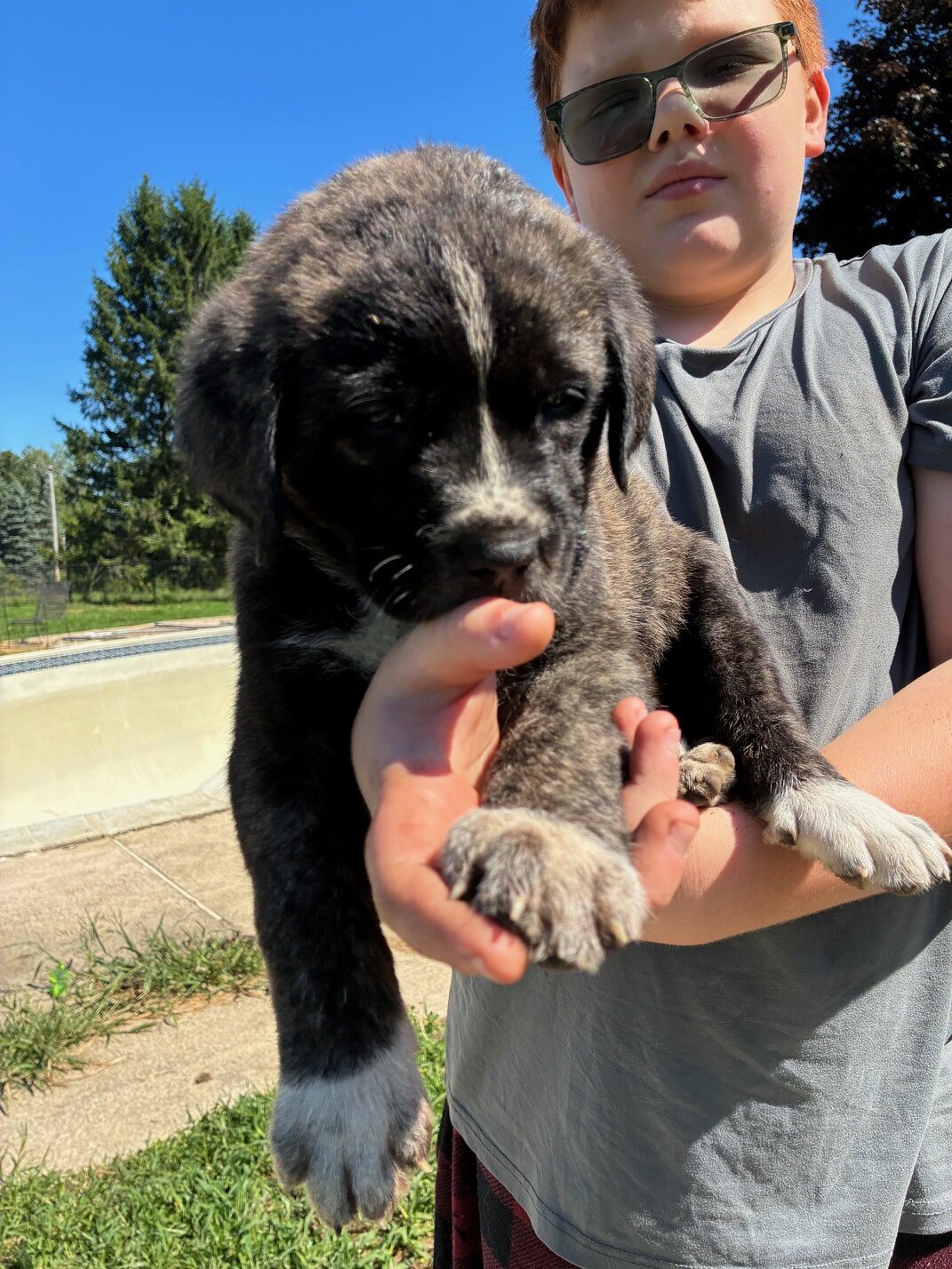 English Mastiff/Great Pyrenees Mix Puppies image 5