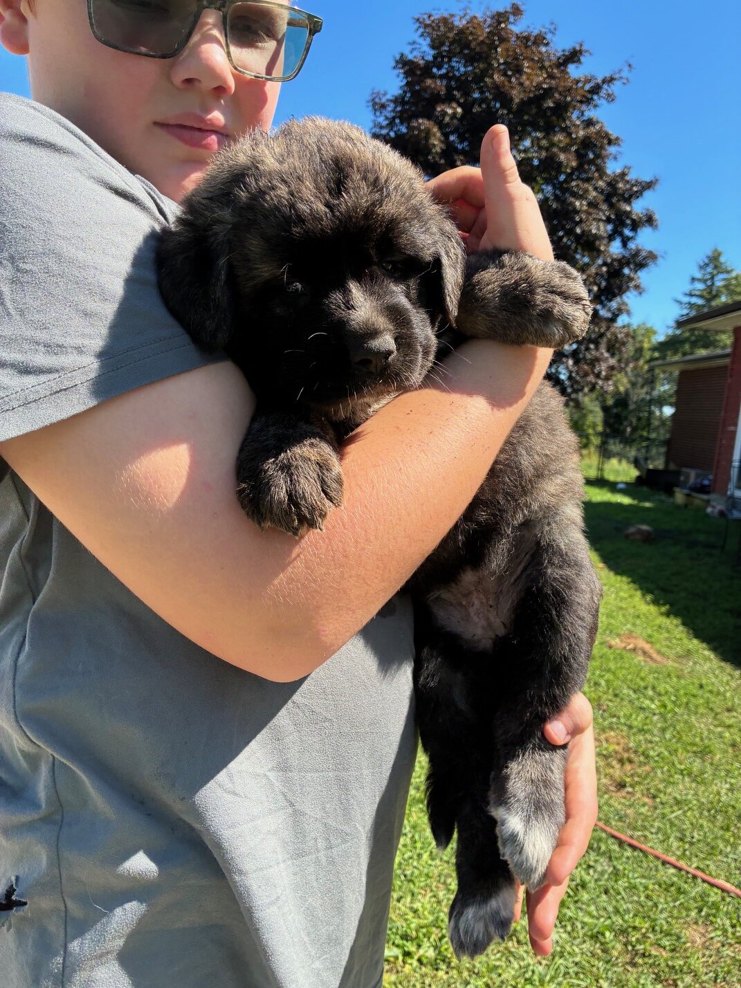 English Mastiff/Great Pyrenees Mix Puppies image 4