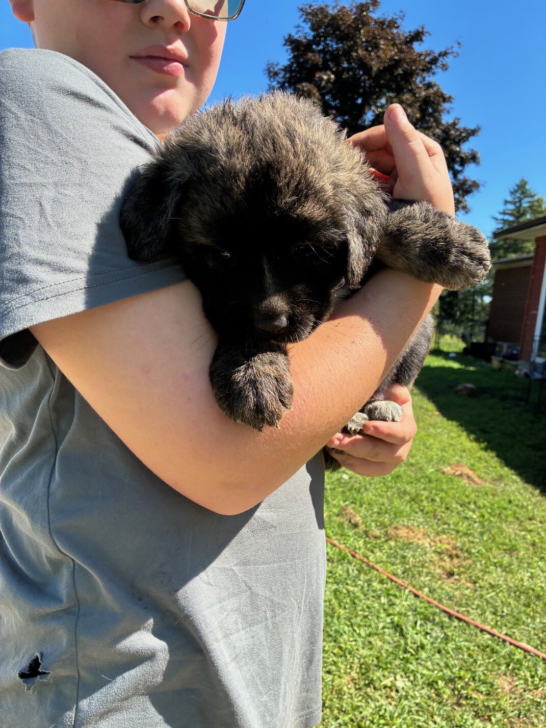 English Mastiff/Great Pyrenees Mix Puppies image 3