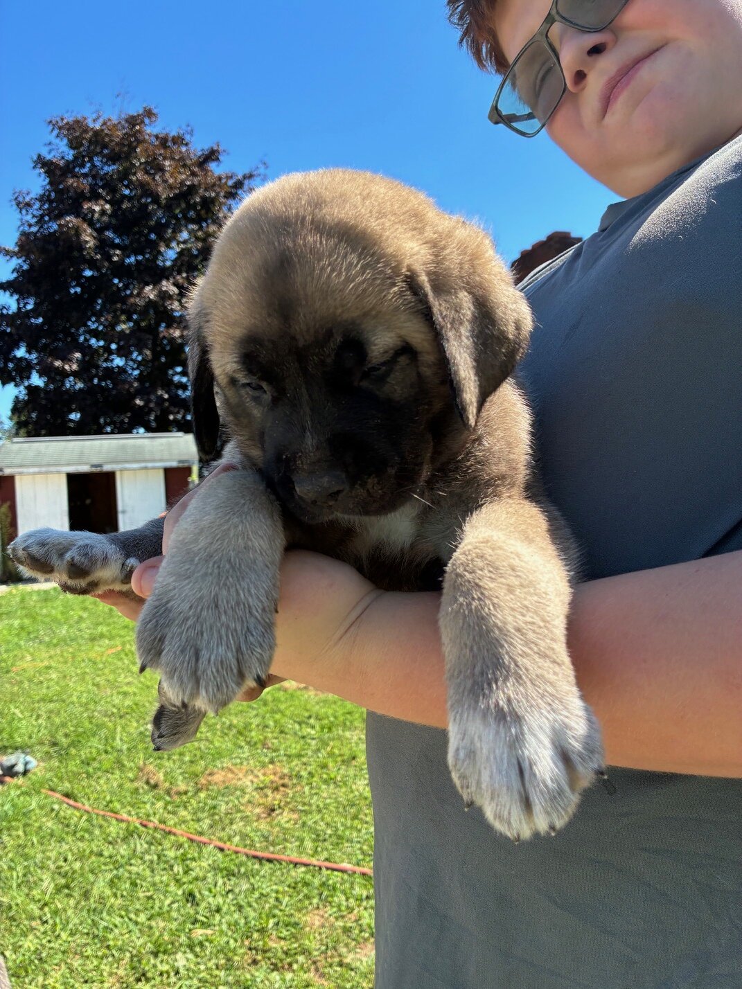 English Mastiff/Great Pyrenees Mix Puppies image 2