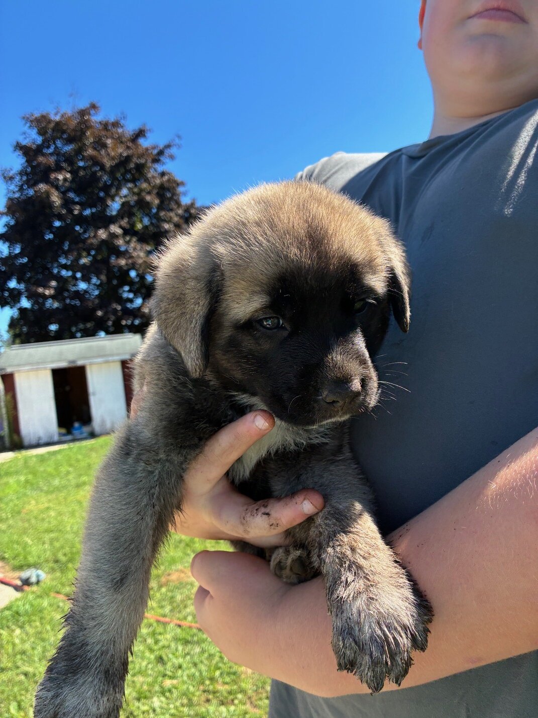 English Mastiff/Great Pyrenees Mix Puppies image 1