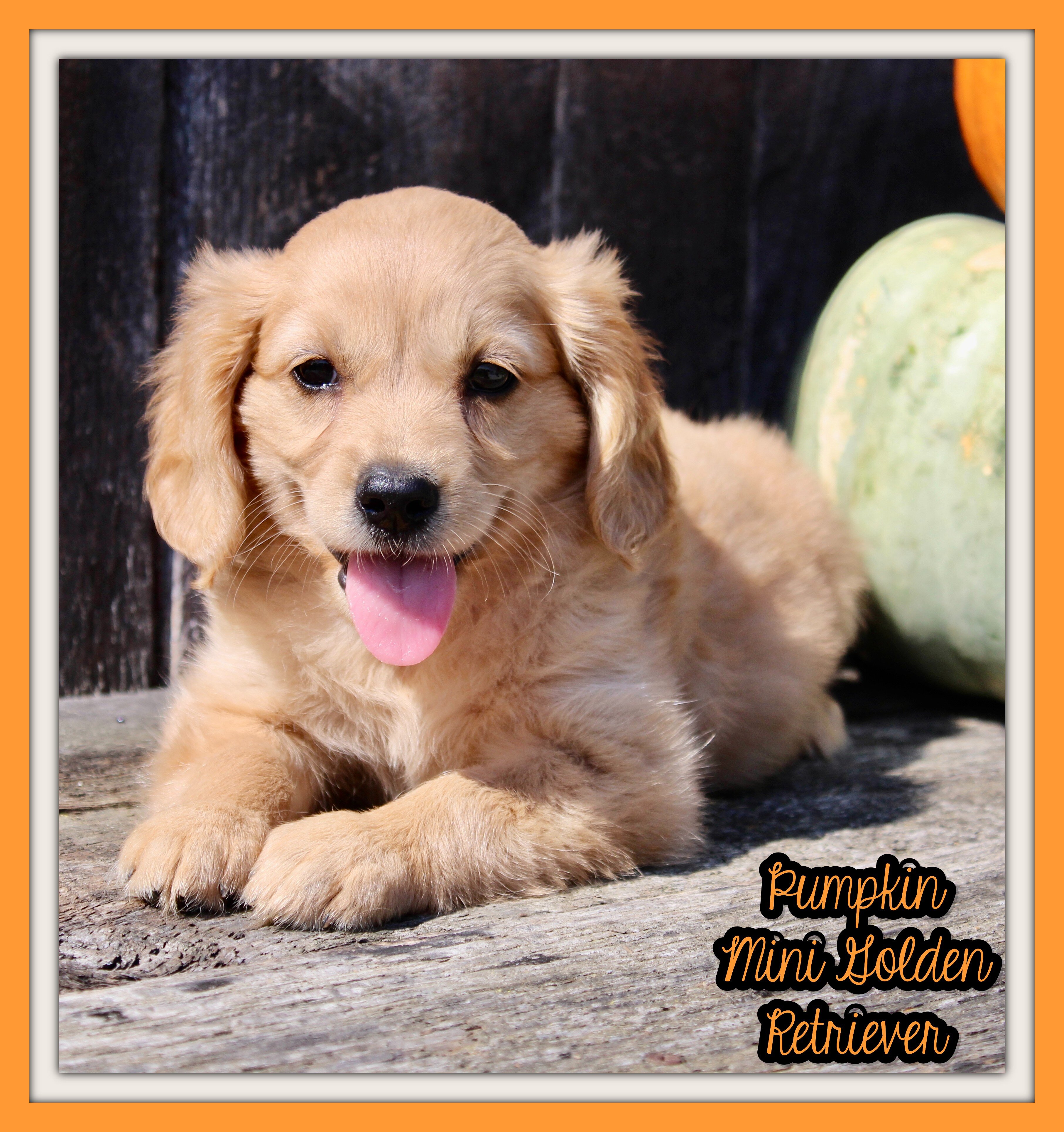 Pumpkin Female Mini Golden Retriever image 1